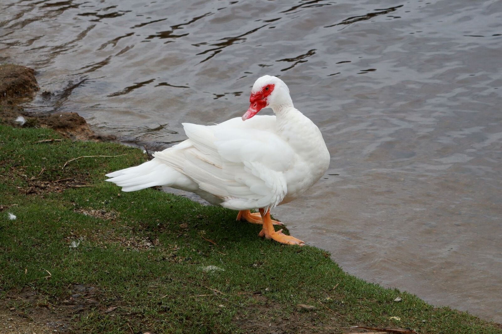 Canon PowerShot G1 X Mark III sample photo. Animal duck, water, wild photography