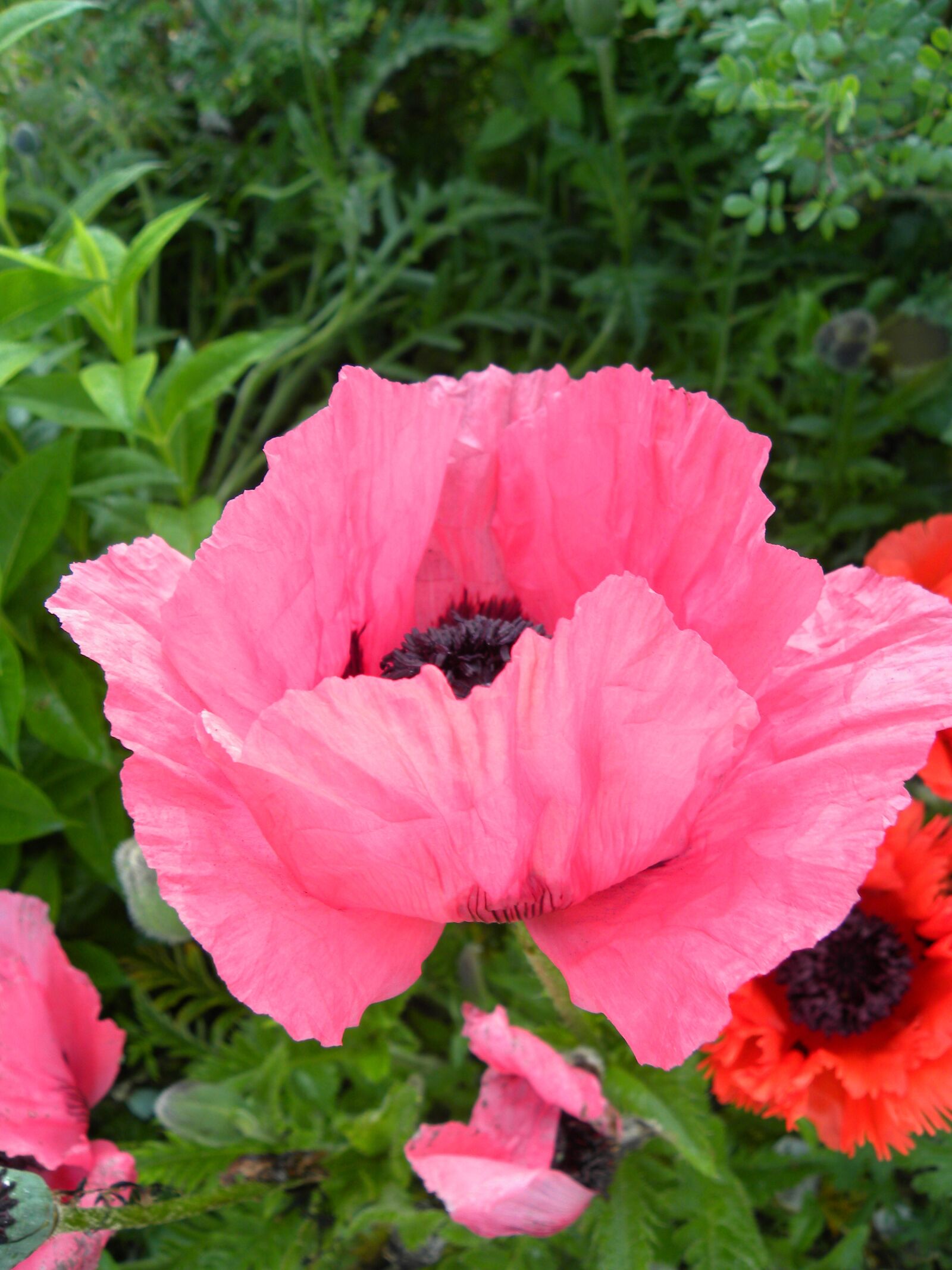 Nikon Coolpix P90 sample photo. Flowers, poppies, spring photography