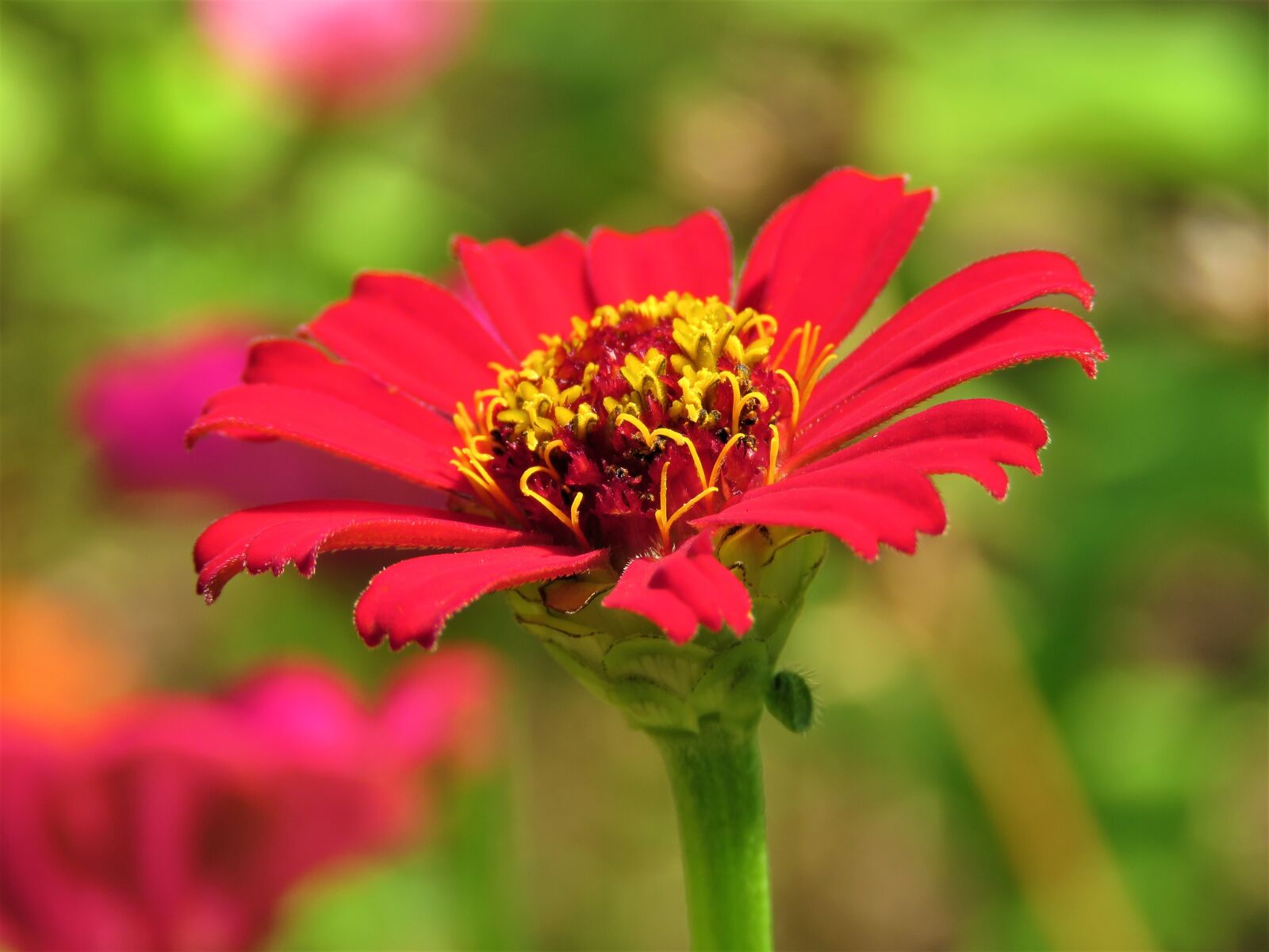 Canon PowerShot SX60 HS sample photo. Zinnia, flower, plant photography