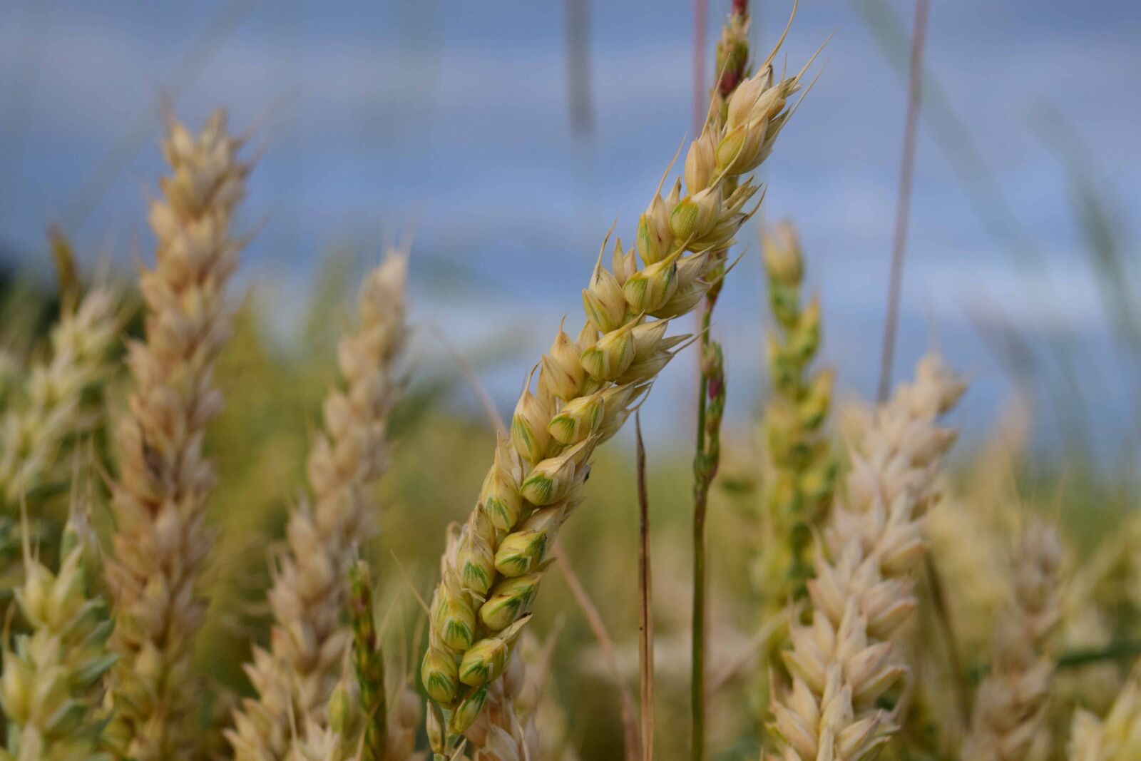 Nikon D3300 sample photo. Field, straw, daylight, agriculture photography
