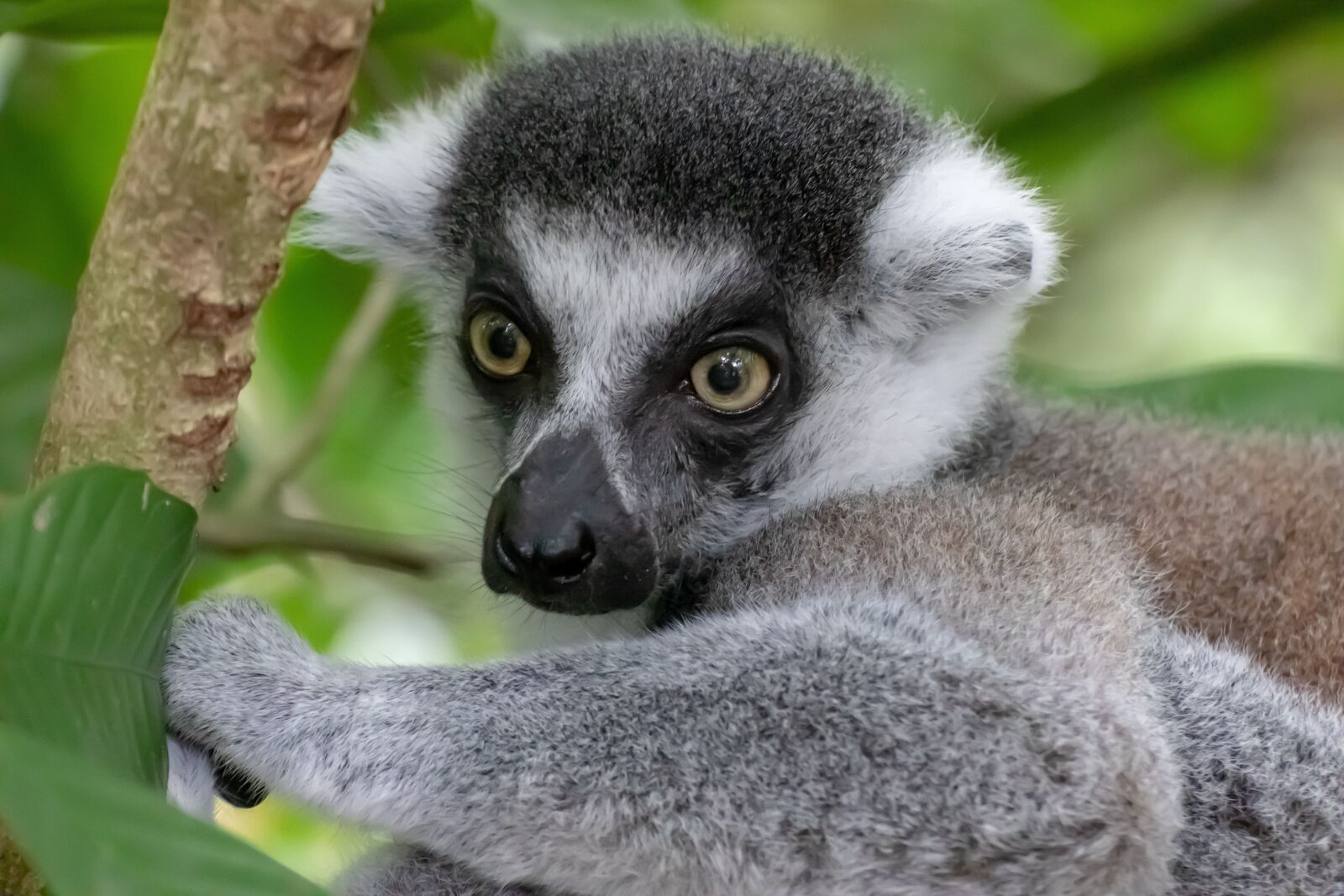 Canon EOS 800D (EOS Rebel T7i / EOS Kiss X9i) sample photo. Ring tailed lemur, monkey photography