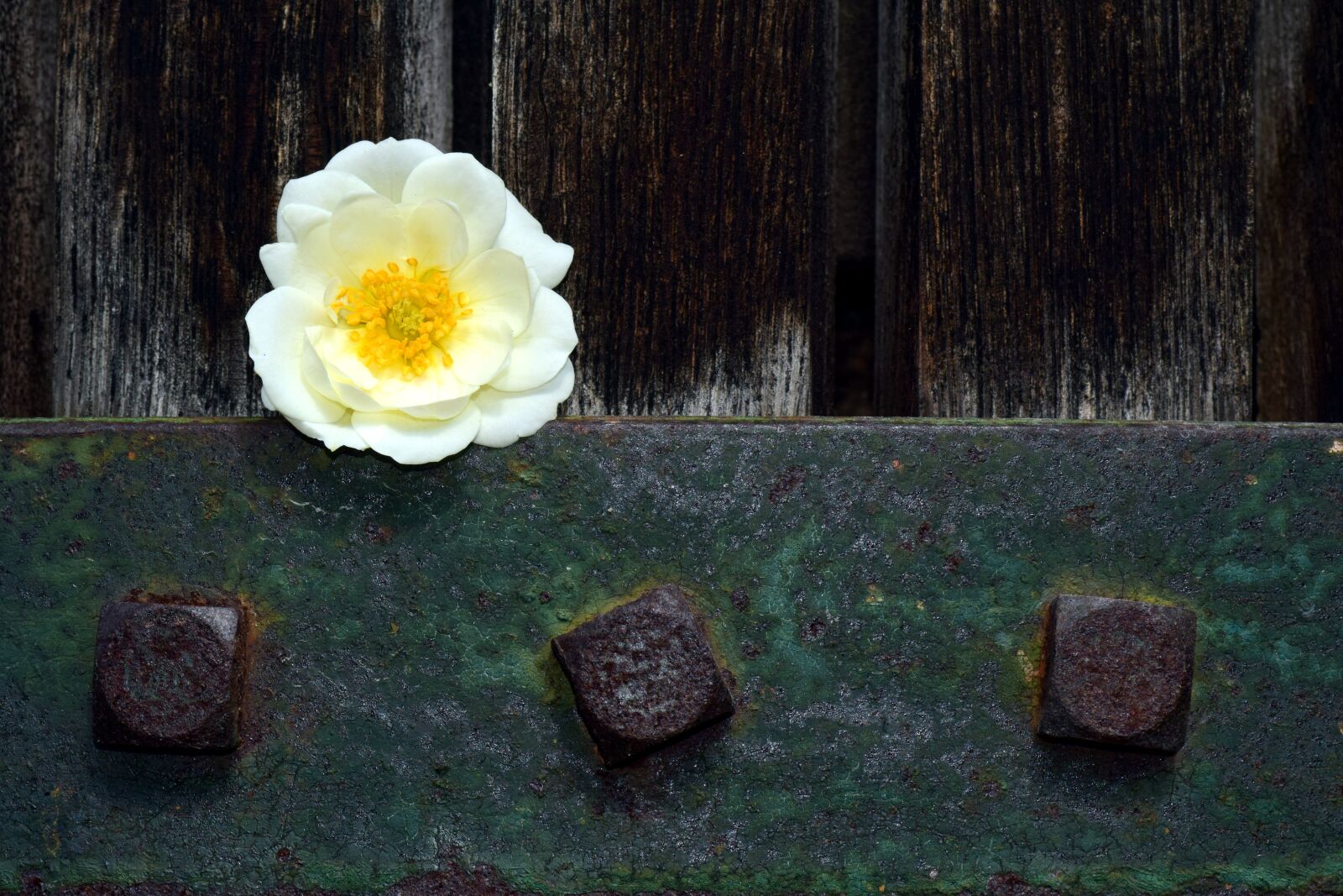 Nikon D3300 sample photo. Wild rose, white, blossom photography