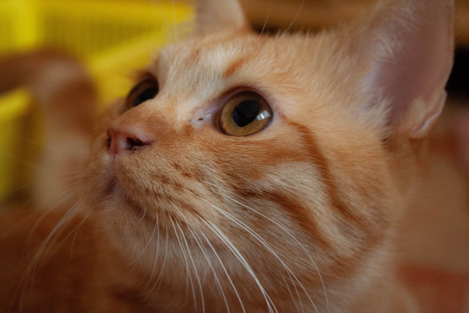 Canon EOS 350D (EOS Digital Rebel XT / EOS Kiss Digital N) sample photo. Cat, eye, yellow photography