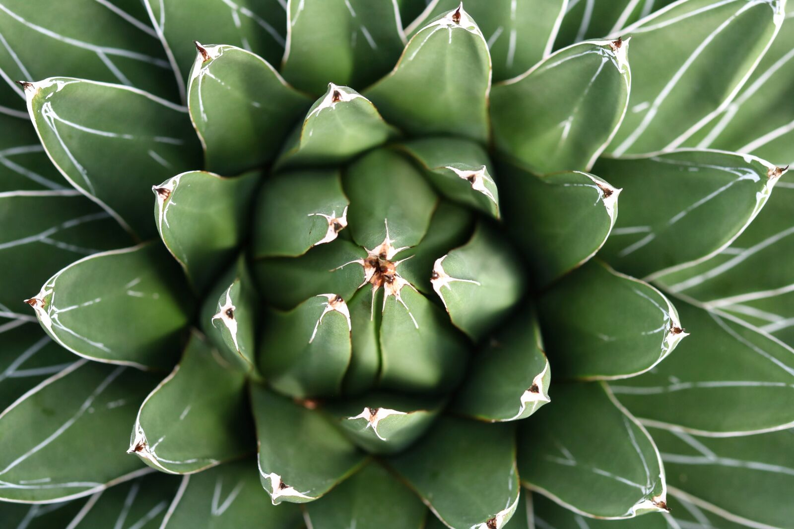 Canon EOS 750D (EOS Rebel T6i / EOS Kiss X8i) sample photo. Cactus, juice plant, plant photography