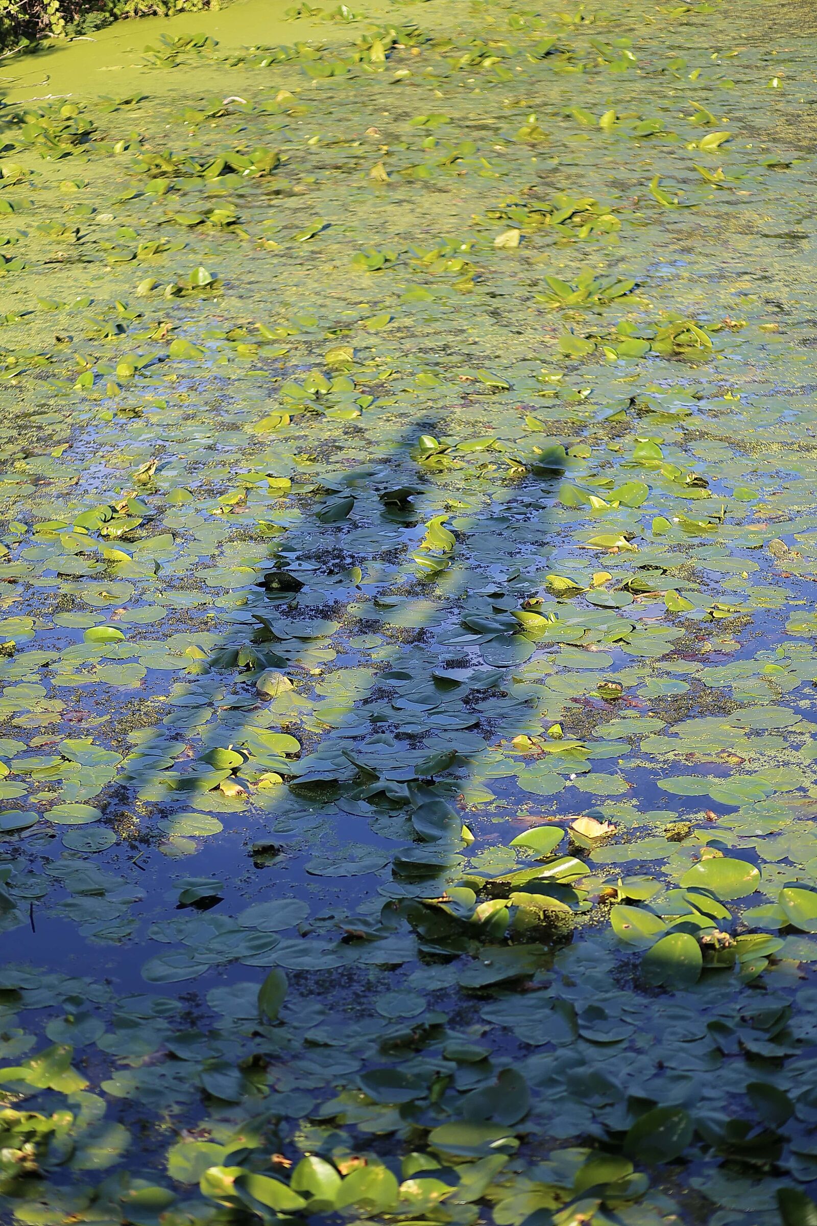 Canon EOS 6D sample photo. Lily pad, swamp, person photography