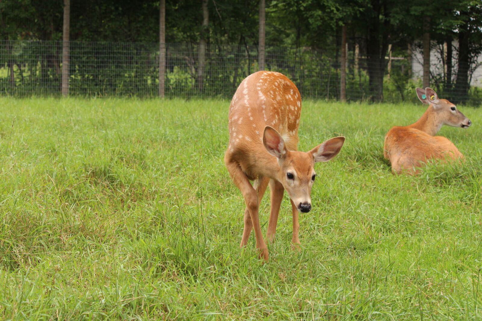 Canon EOS 650D (EOS Rebel T4i / EOS Kiss X6i) + Canon EF-S 55-250mm F4-5.6 IS II sample photo. Deer, fawn, nature photography