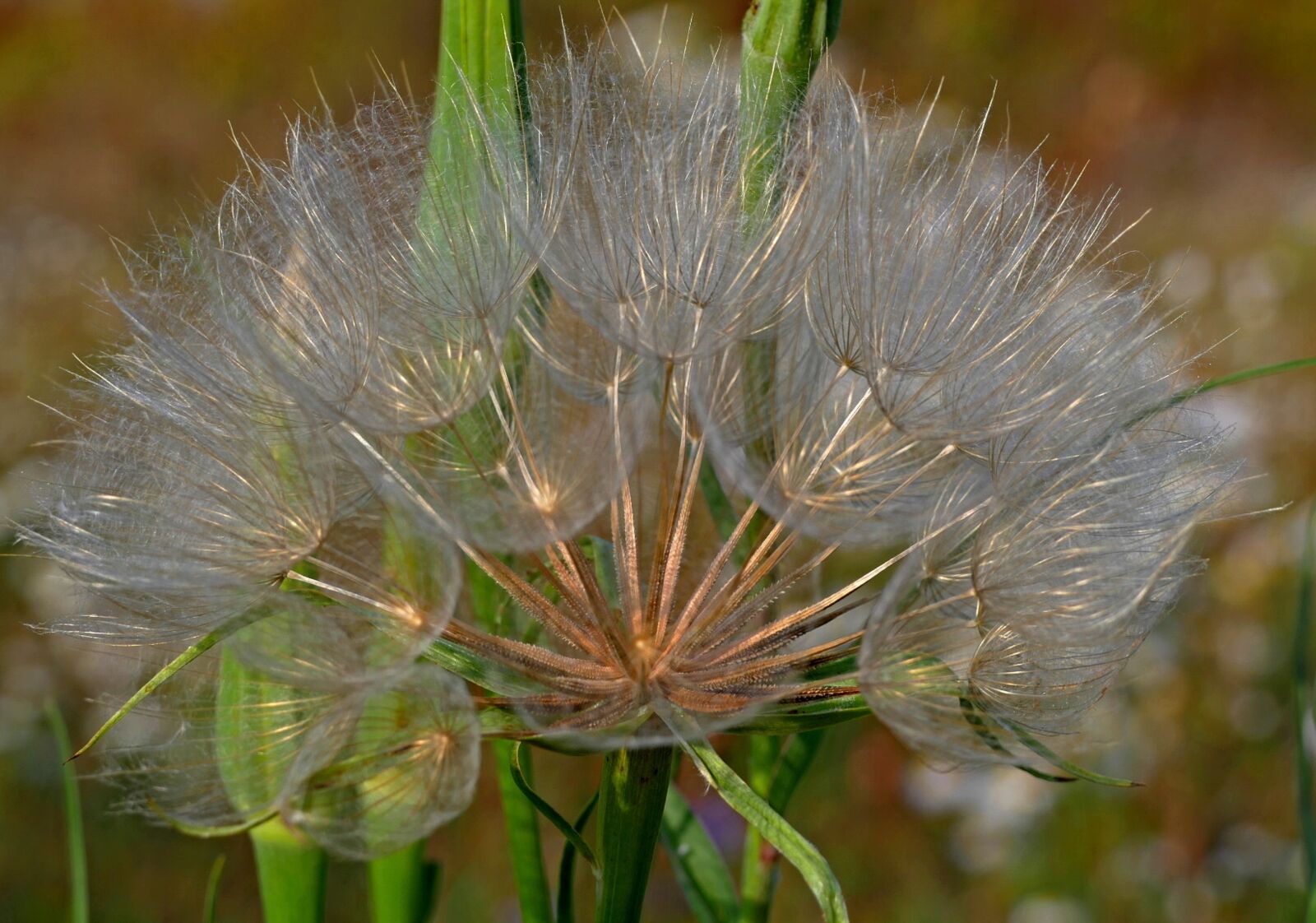 Panasonic Lumix DMC-FZ1000 sample photo. Dandelion, meadow, close-up photography