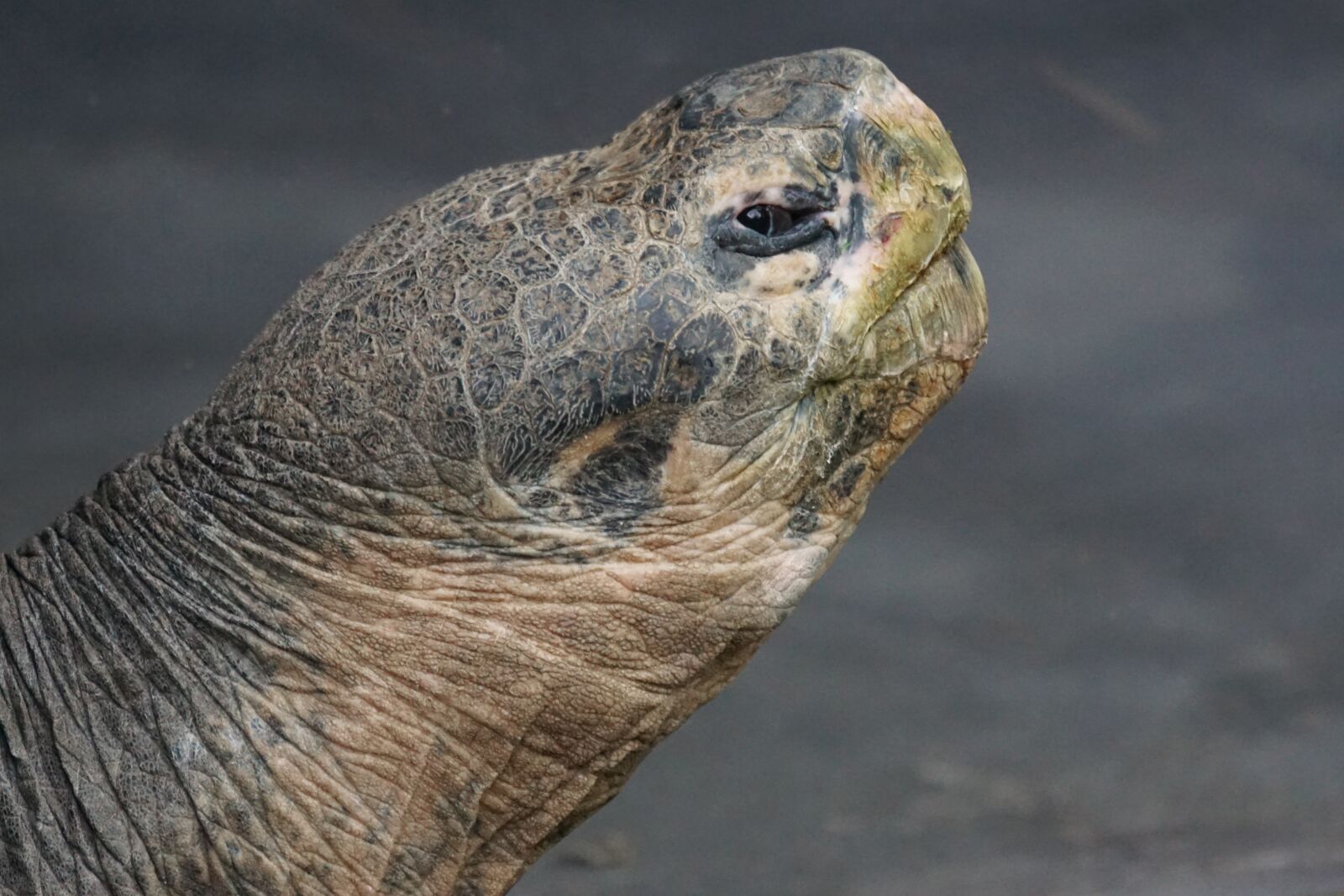 Sony ILCA-77M2 + Sony 70-400mm F4-5.6 G SSM sample photo. Giant tortoise, gal pagos photography