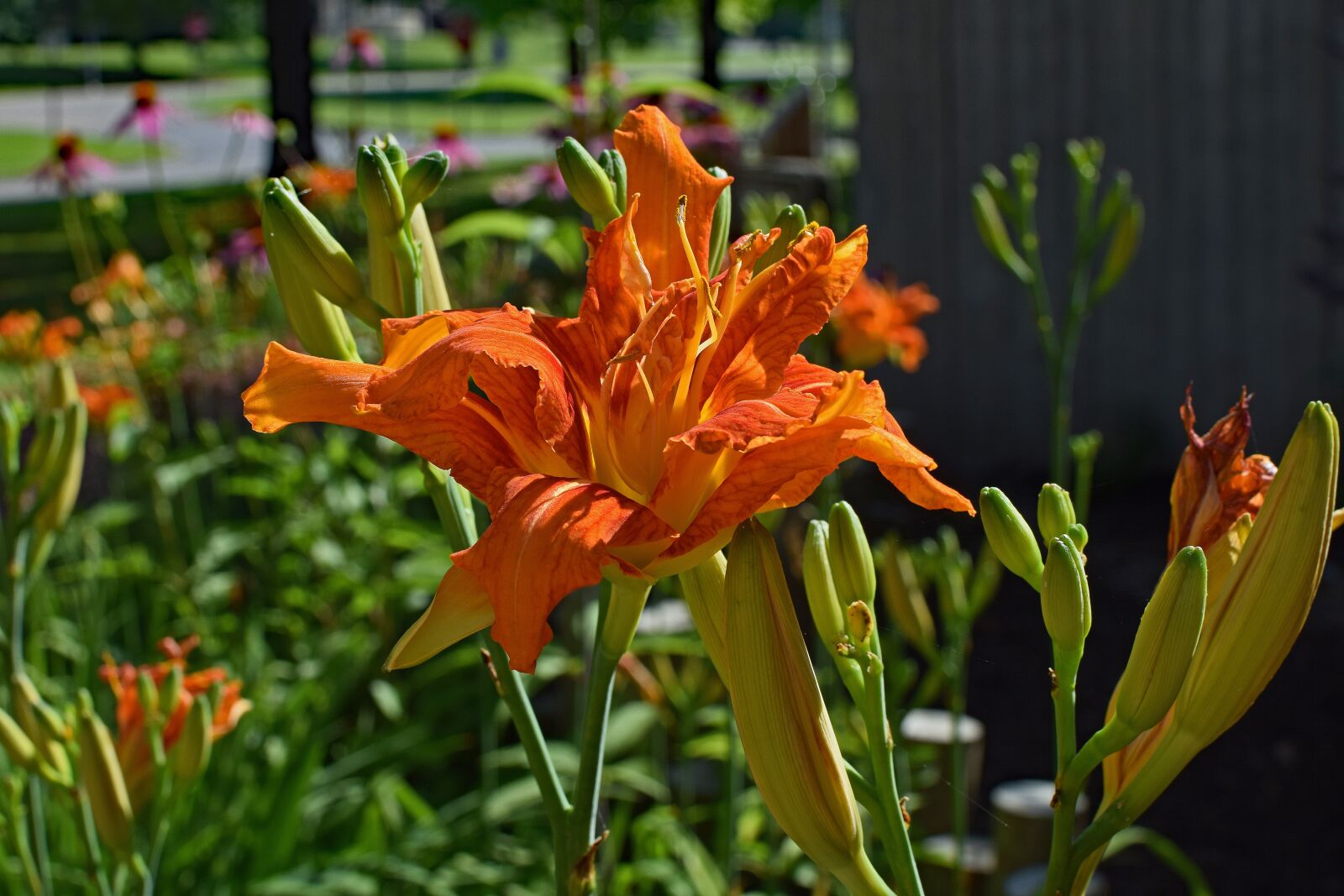 Nikon D3300 sample photo. Double daylily, lily, close-up photography