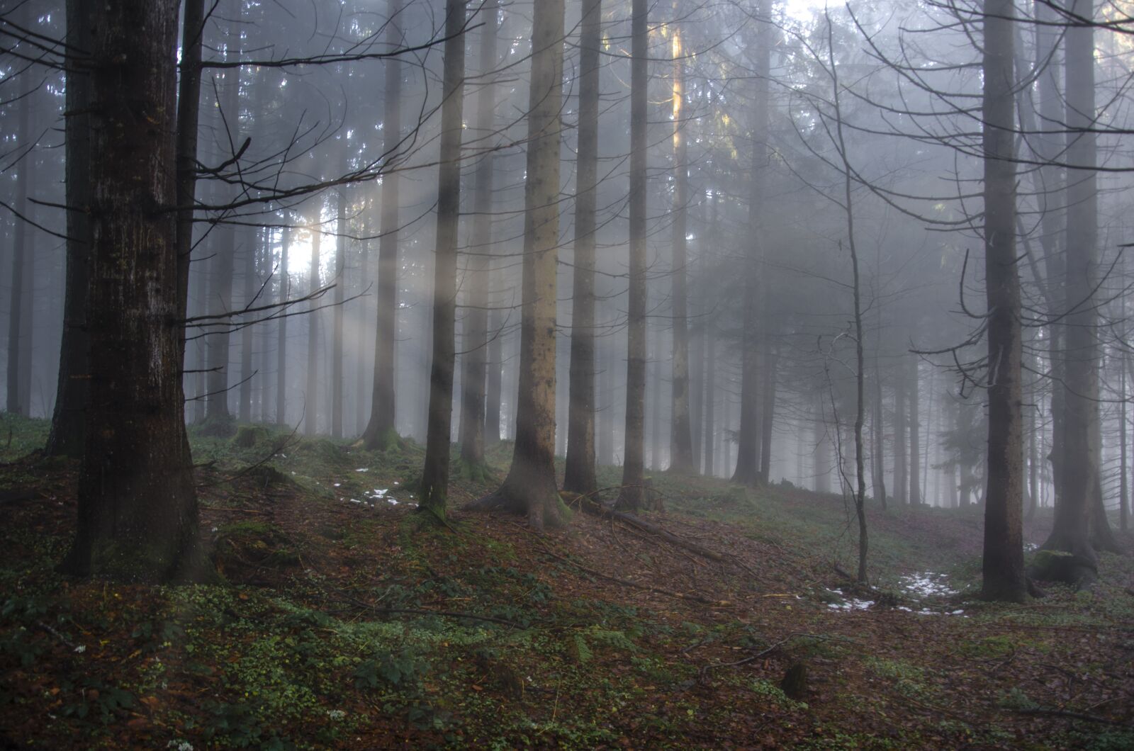 Nikon D7000 sample photo. Forest, light, light beam photography