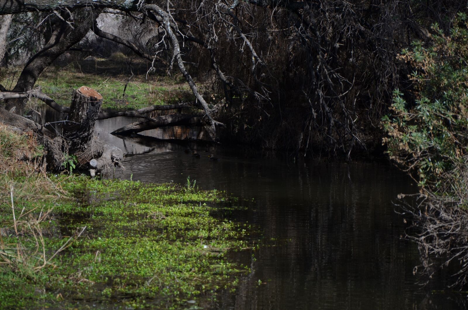 Nikon D7000 sample photo. Nature, water, creek photography