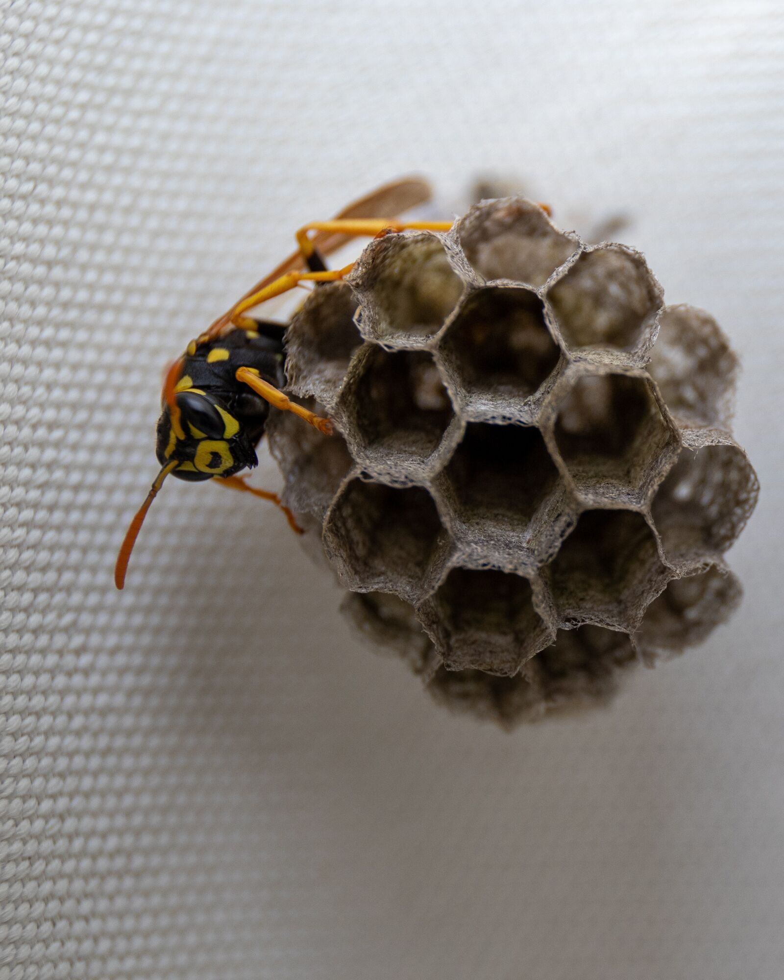 Canon EOS 6D Mark II sample photo. Wasp, insect, nature photography