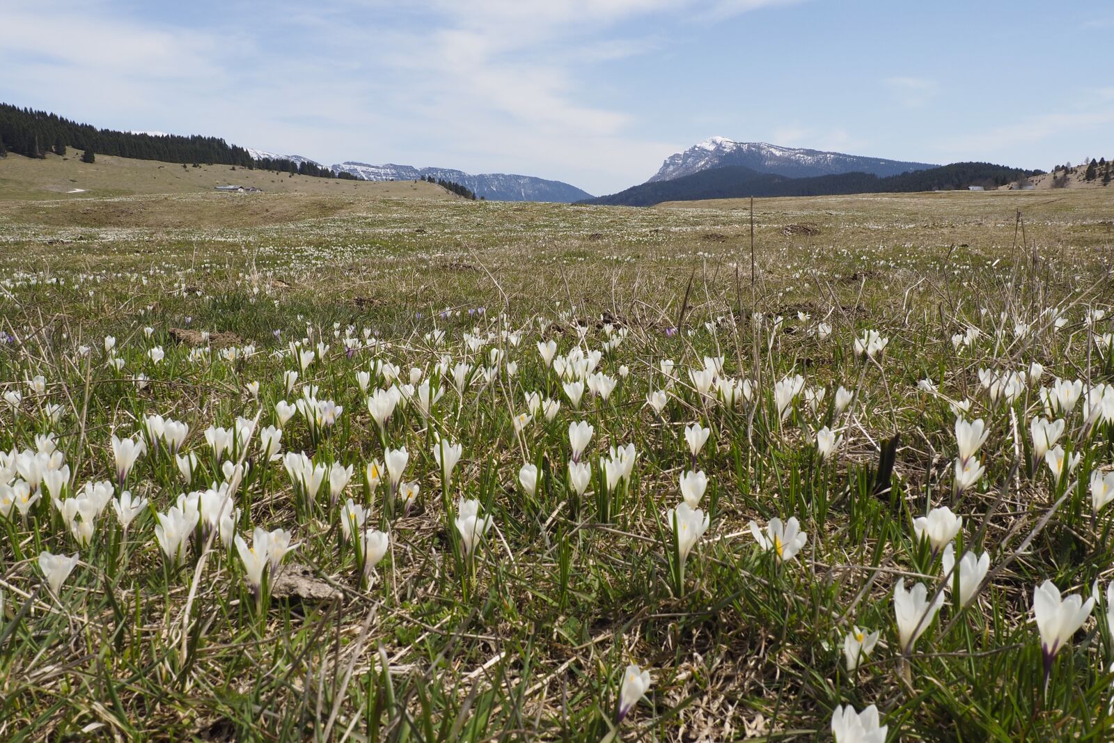 Olympus OM-D E-M10 II sample photo. Folgaria, mountain, nature photography