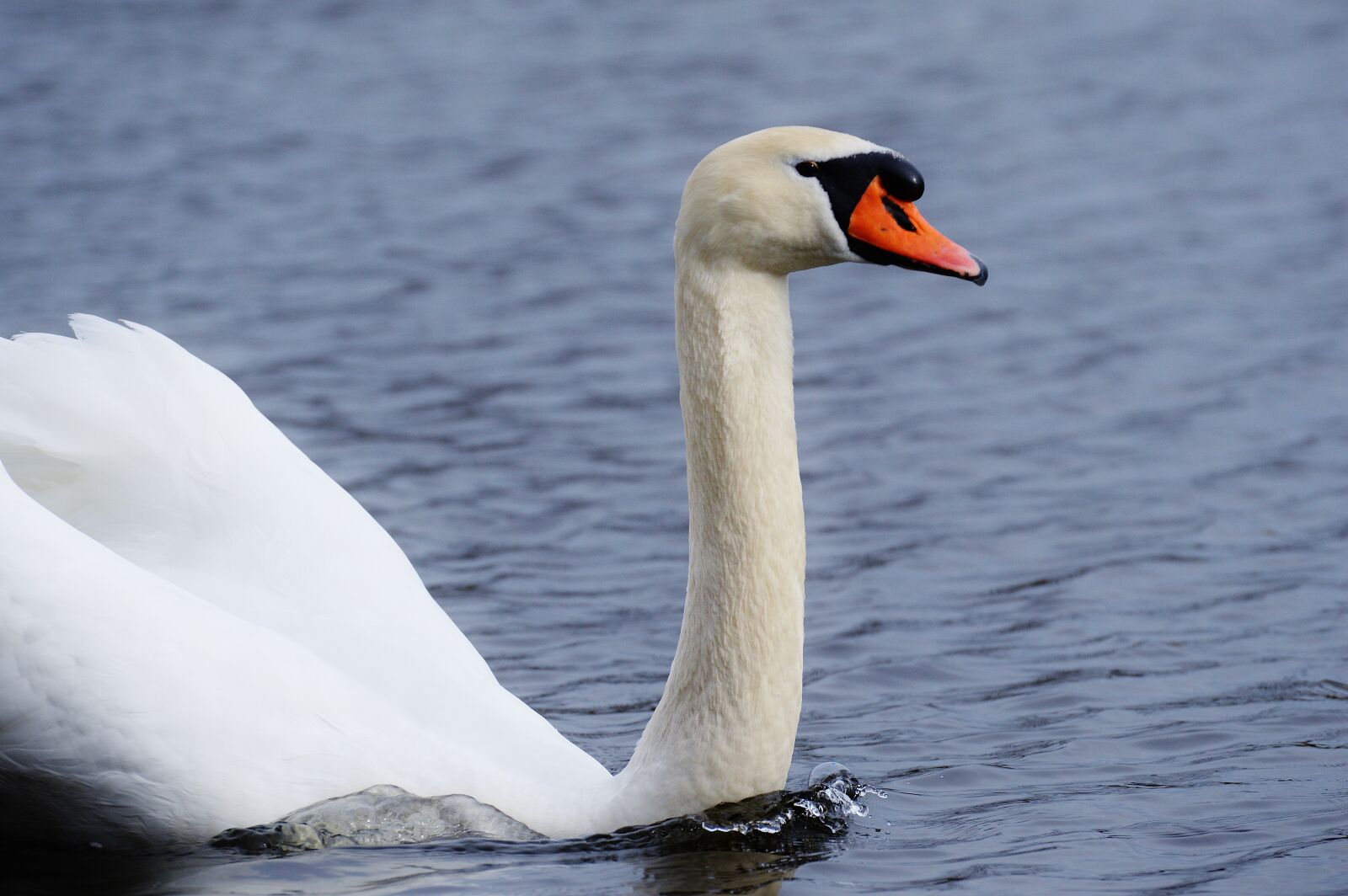 Nikon D3200 sample photo. Swan, water bird, animal photography