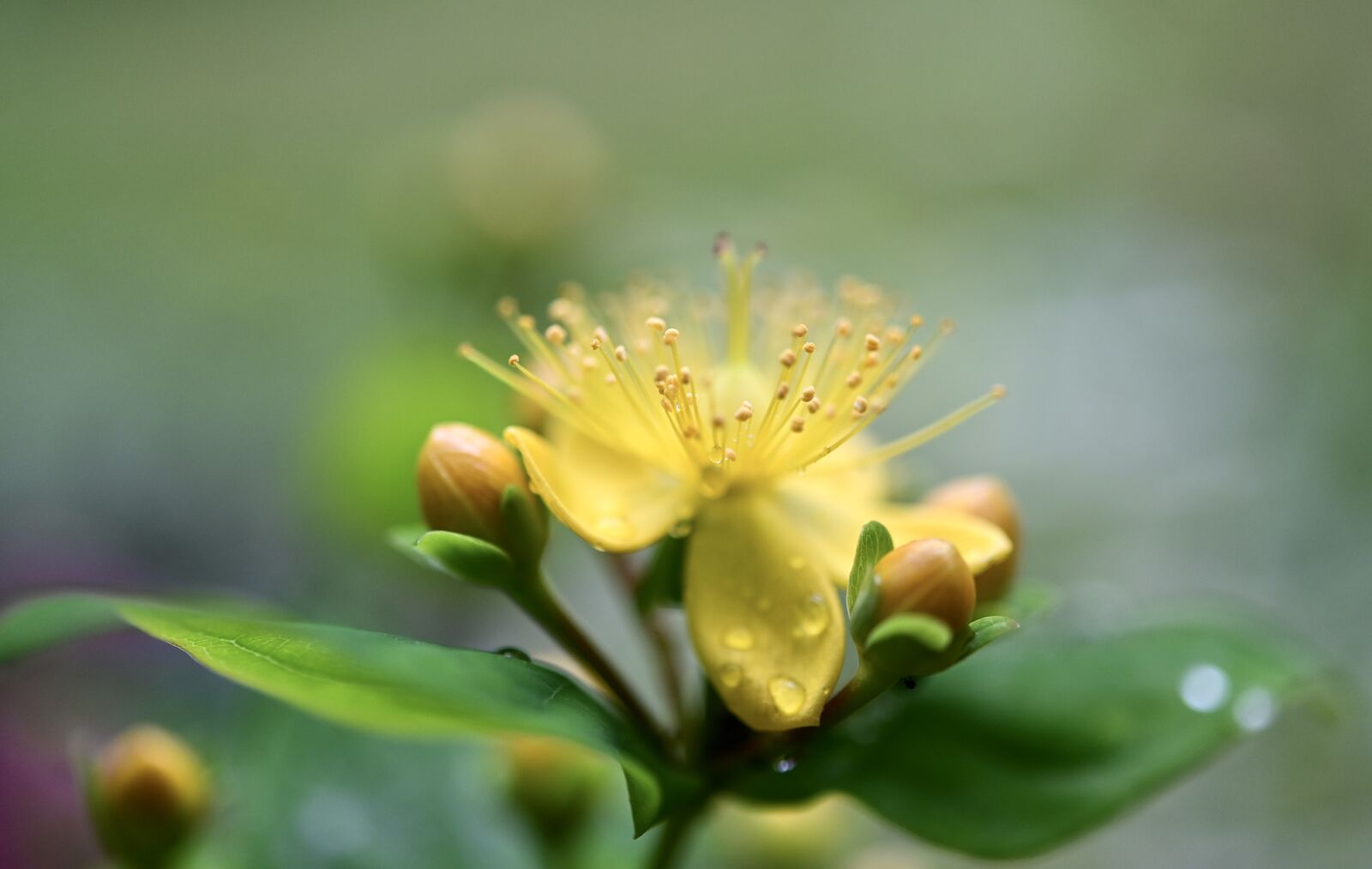 Nikon Z6 sample photo. Flower, blossom, bloom photography