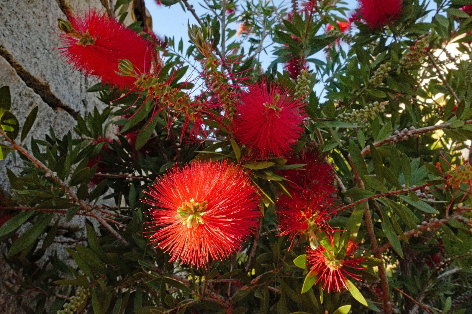 Vario-Elmar TL 1:3.5-5.6 / 18-56 ASPH. sample photo. Bottlebrush, callistemon citrinus, plant photography