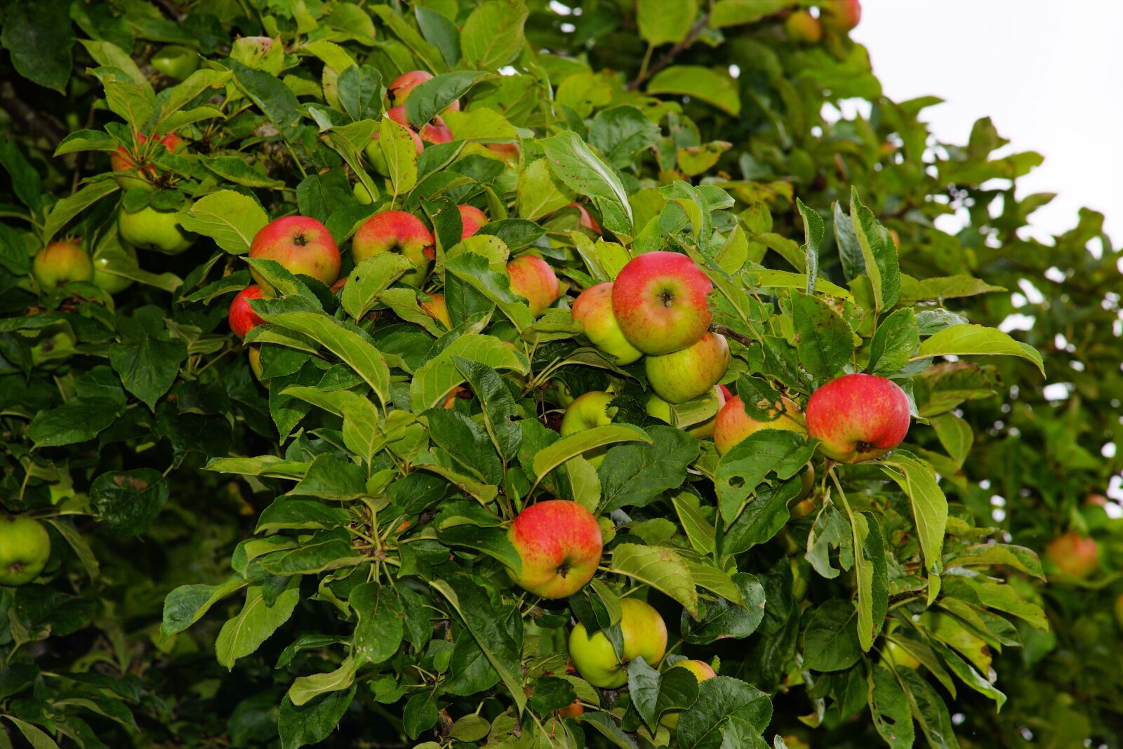 Sony a99 II sample photo. Apple tree, apple, fruit photography