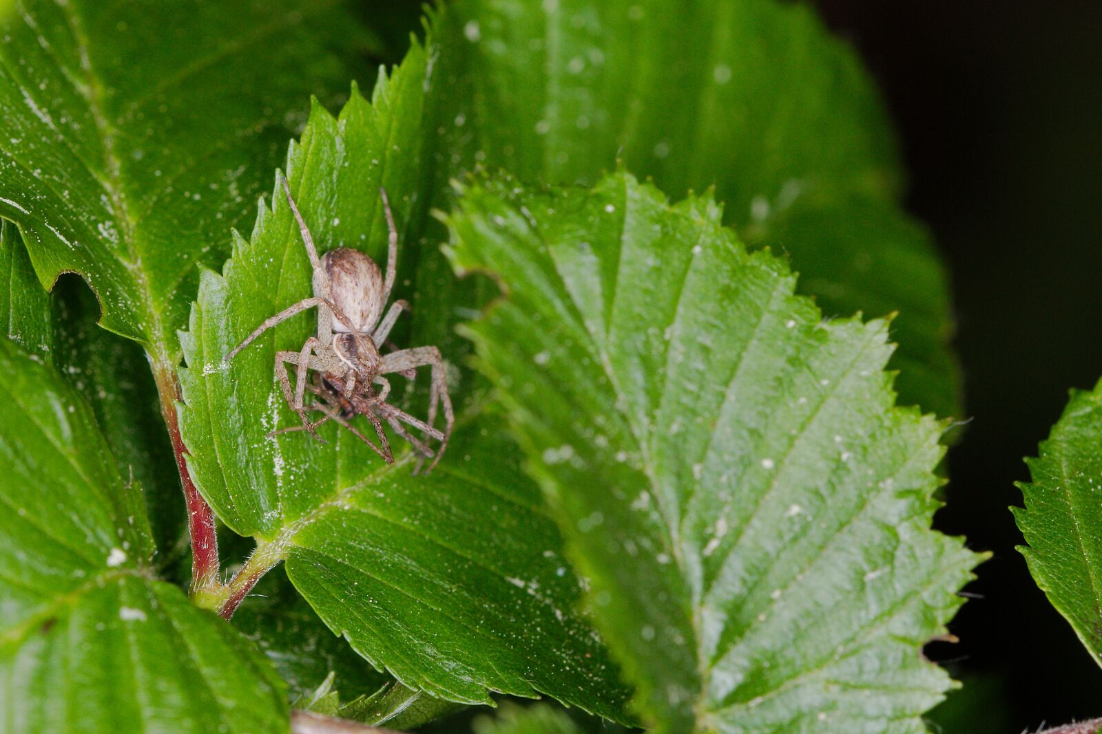 Canon EOS 70D sample photo. Leaf, nature, plant photography