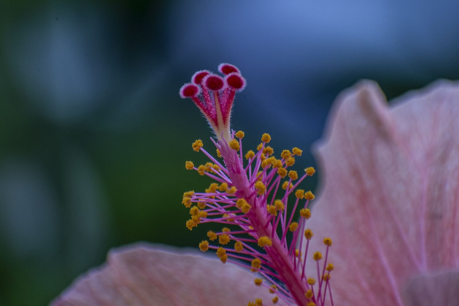 Nikon D600 sample photo. Flower, nature, foreground photography
