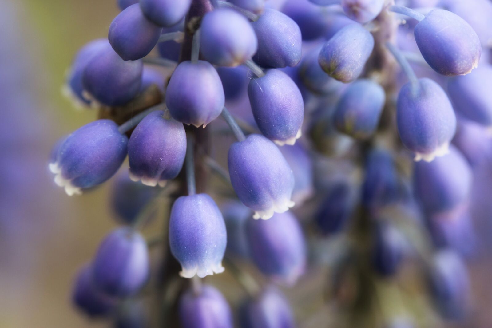 Canon EF-S 60mm F2.8 Macro USM sample photo. Nature, plant, color photography