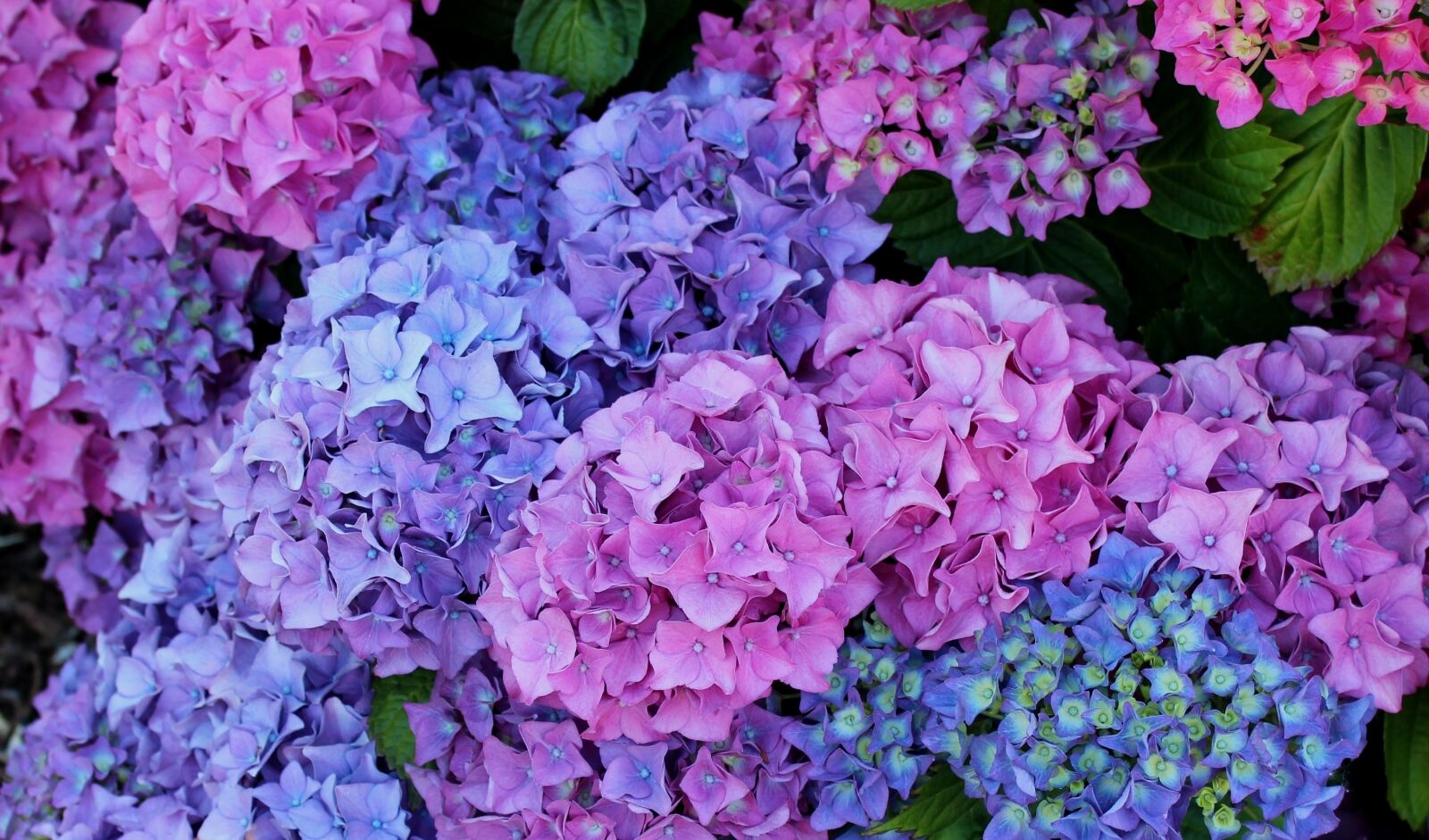 Canon EOS 600D (Rebel EOS T3i / EOS Kiss X5) sample photo. Hydrangea, flowers, flower photography