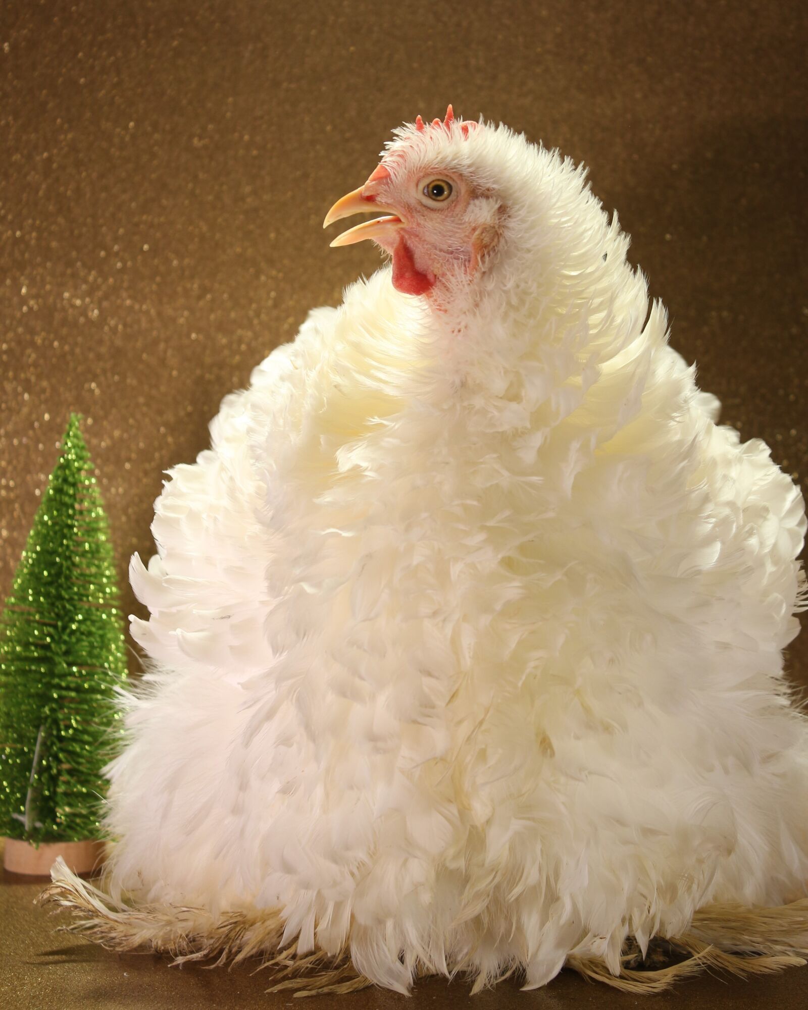 Canon EF-S 18-55mm F3.5-5.6 IS sample photo. Chicken, christmas, poultry photography