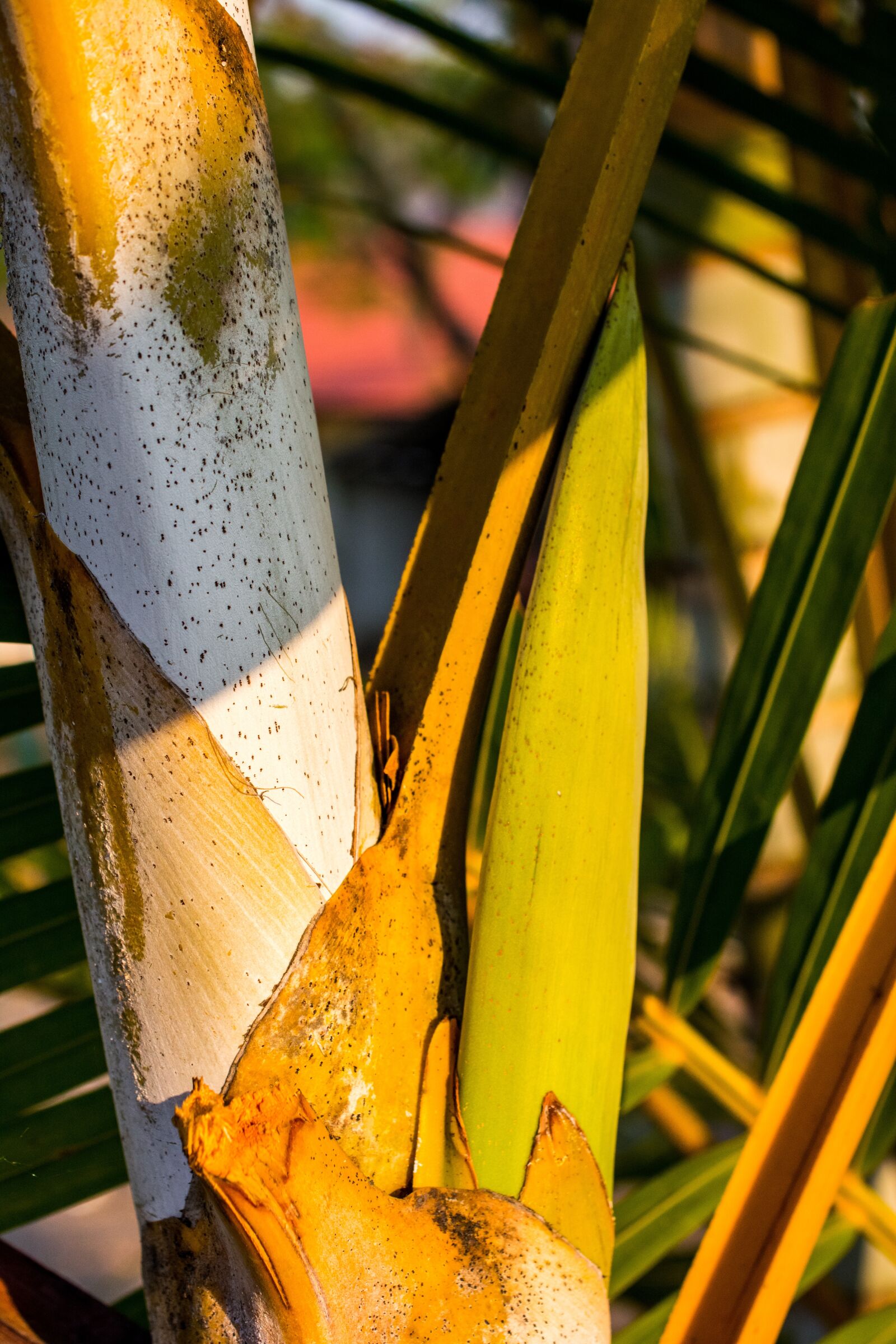 Nikon D5200 sample photo. Palm, palm tree root photography
