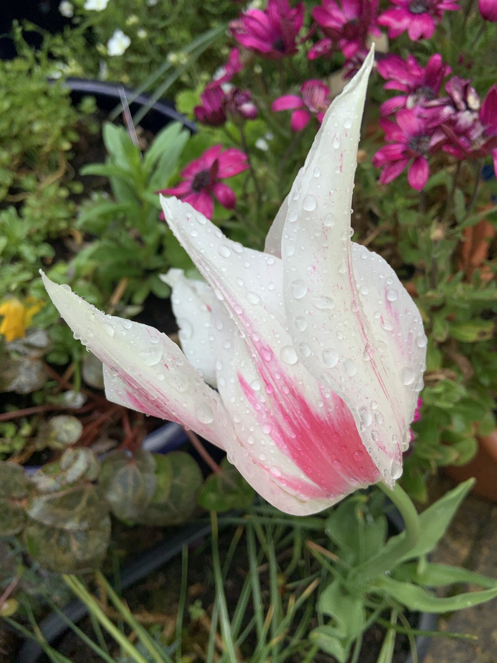Apple iPhone XR sample photo. Tulip, spring, dutch photography