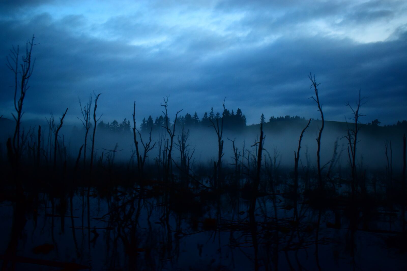 Nikon D3500 sample photo. Fog, trees, forest photography
