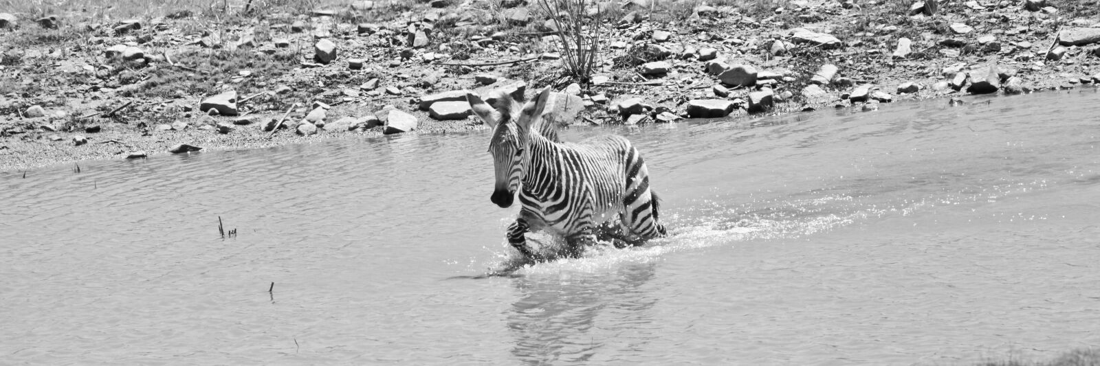 Canon EOS 5D Mark II sample photo. Hartmann's, zebra, mountain zebra photography