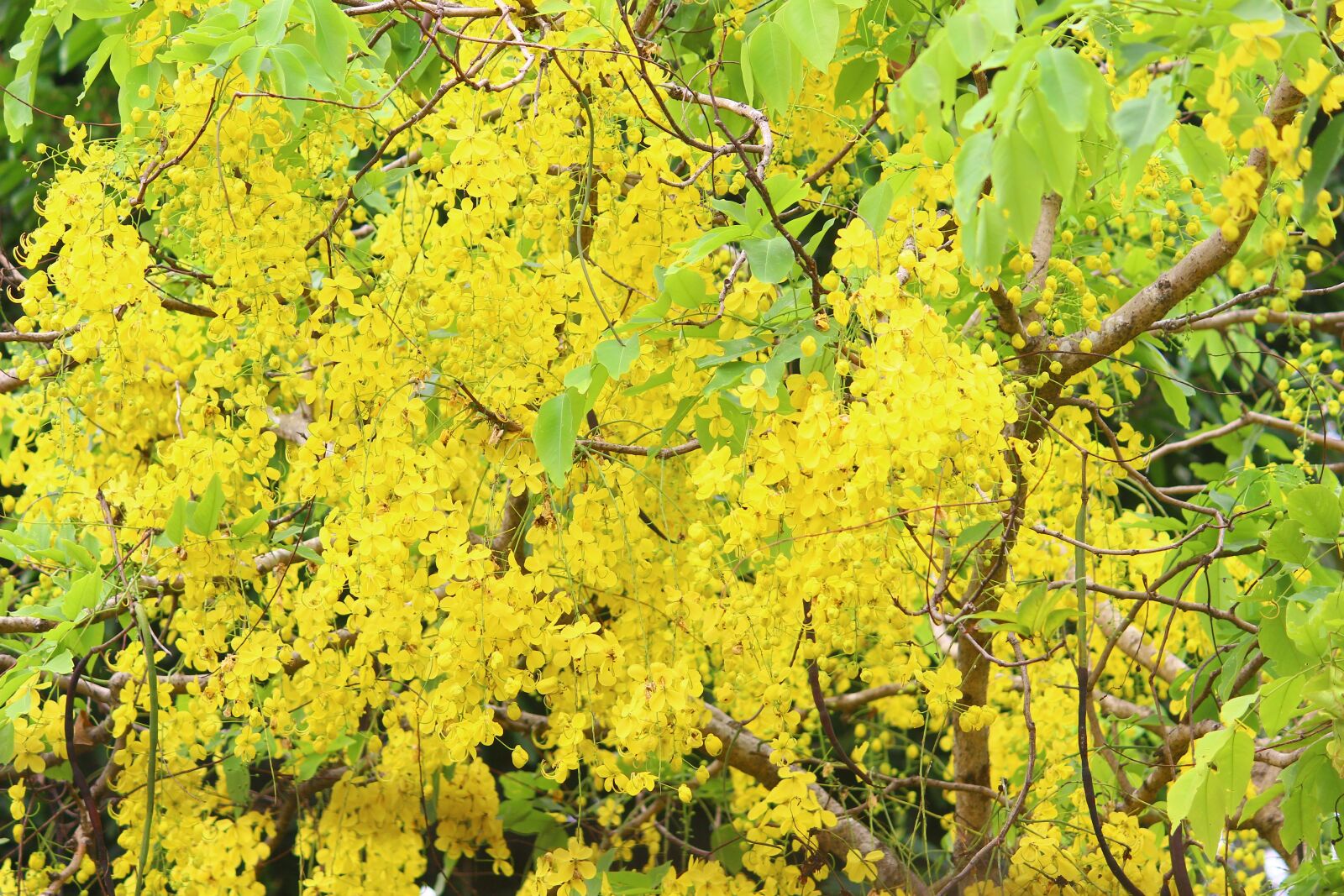 Canon EOS 600D (Rebel EOS T3i / EOS Kiss X5) sample photo. Bloom, yellow, flo photography