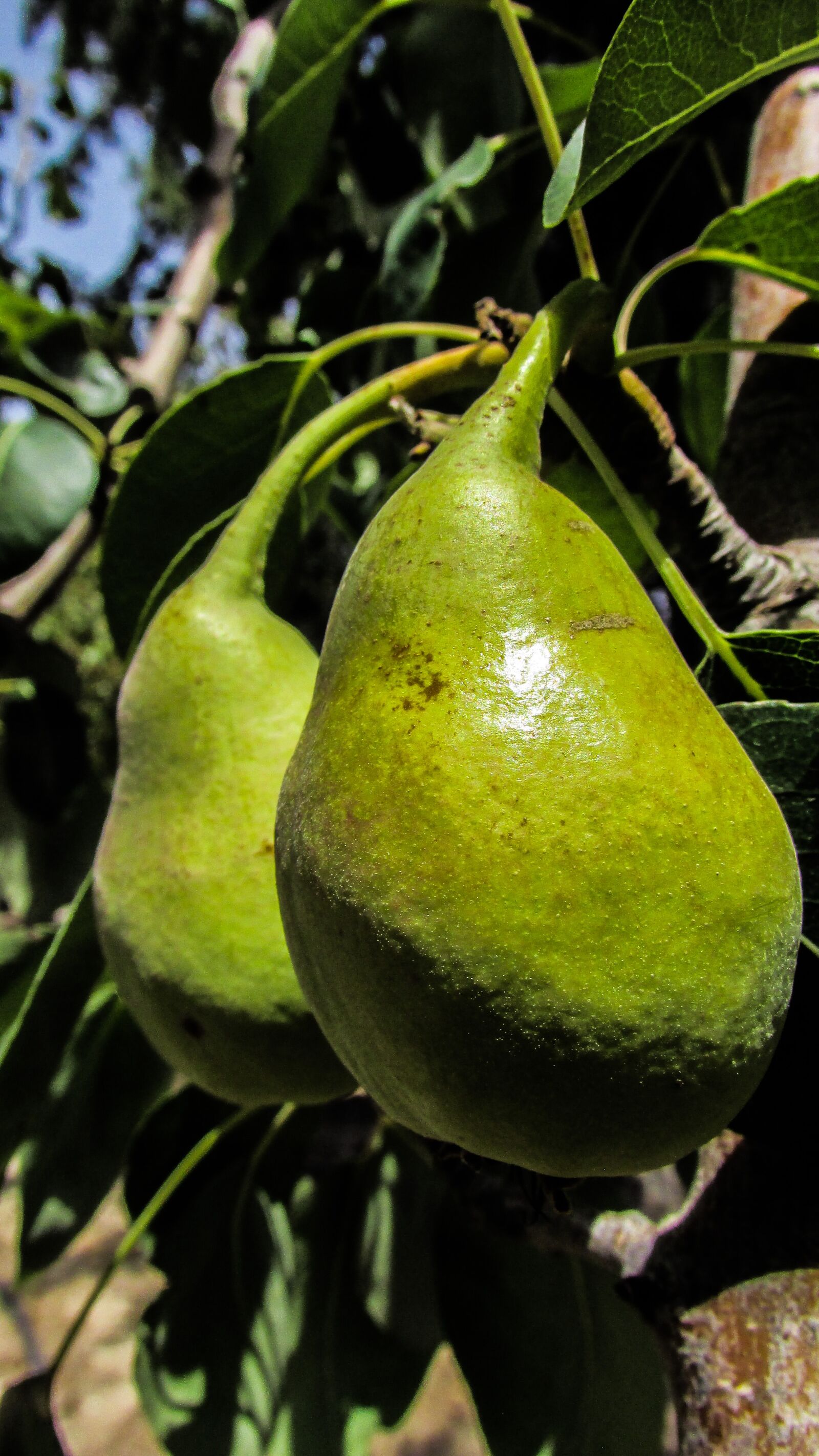 Canon PowerShot SX400 IS sample photo. Pear, fruit, tree photography