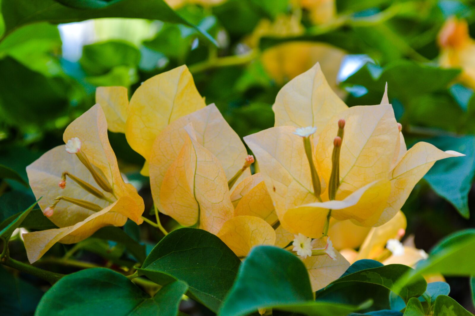 Nikon D3200 sample photo. Flowers, the buds, asia photography