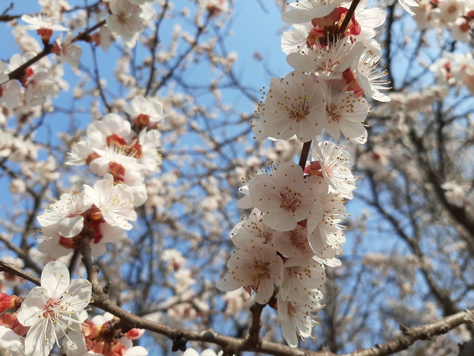 Samsung Galaxy A50 sample photo. Spring, cherry, flowers photography