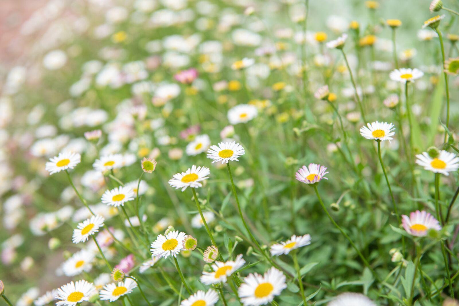 Nikon D750 sample photo. Seaside daisy, erigeron, daisies photography