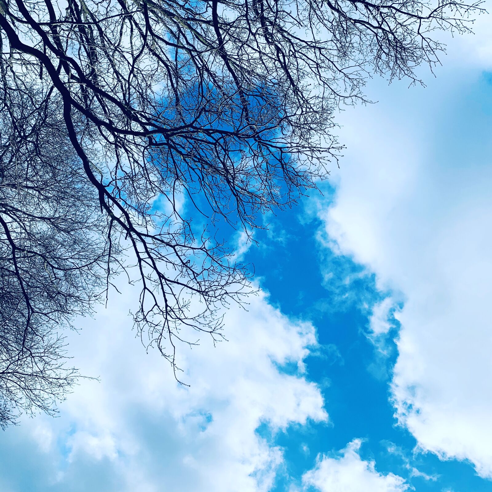 iPhone XS back dual camera 4.25mm f/1.8 sample photo. Sky, blue, tree photography
