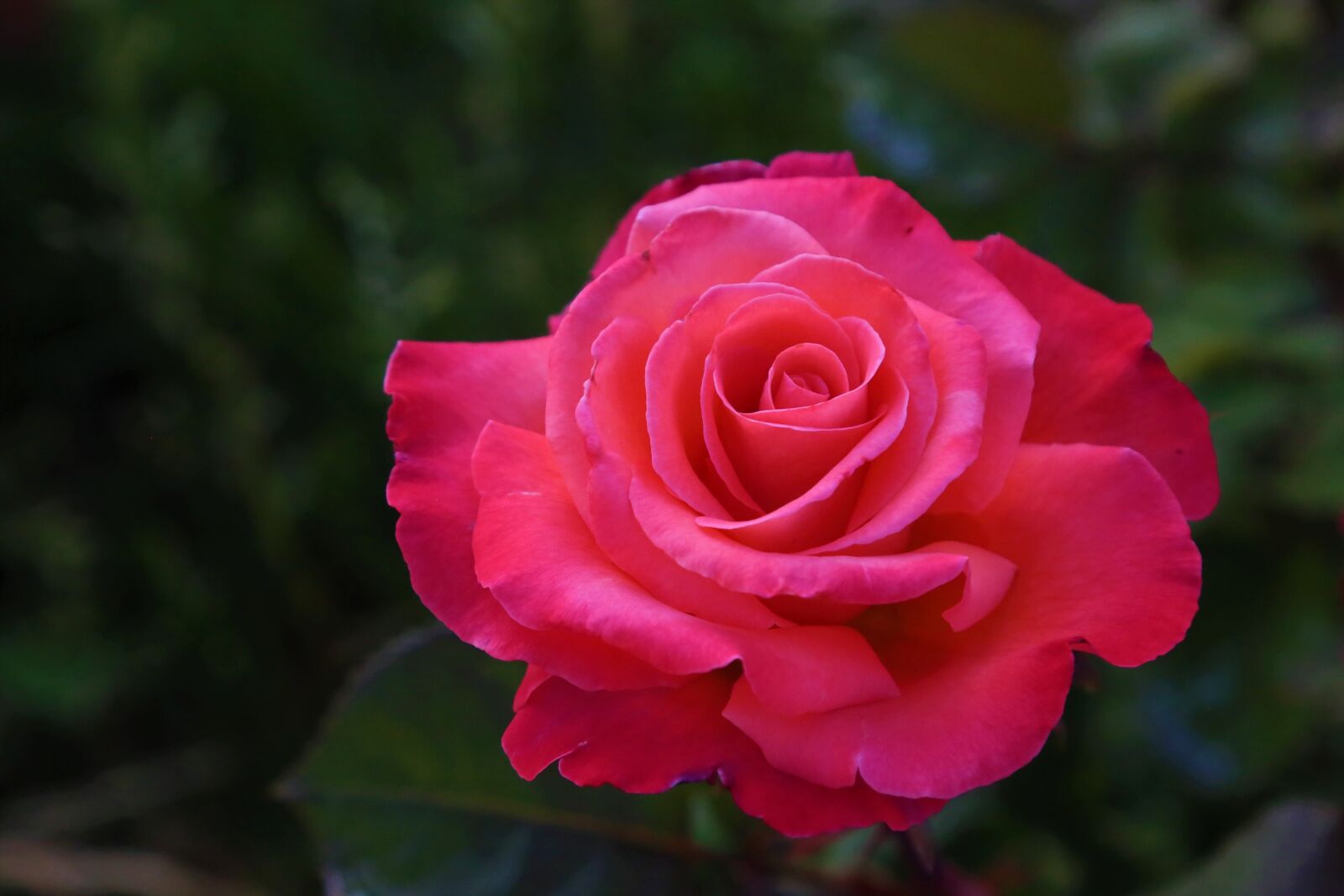 Canon EF 24-105mm F4L IS USM sample photo. Rose, red, nature photography