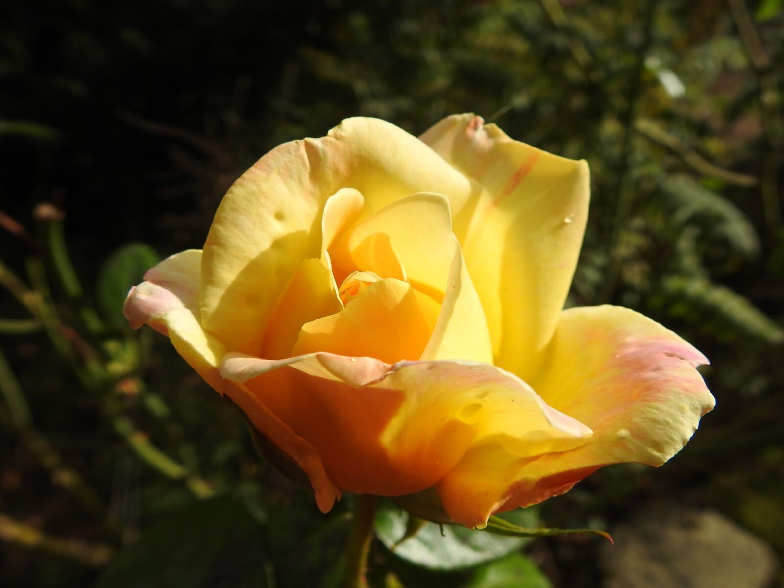 Nikon Coolpix P900 sample photo. Botany, yellow flower, yellow photography