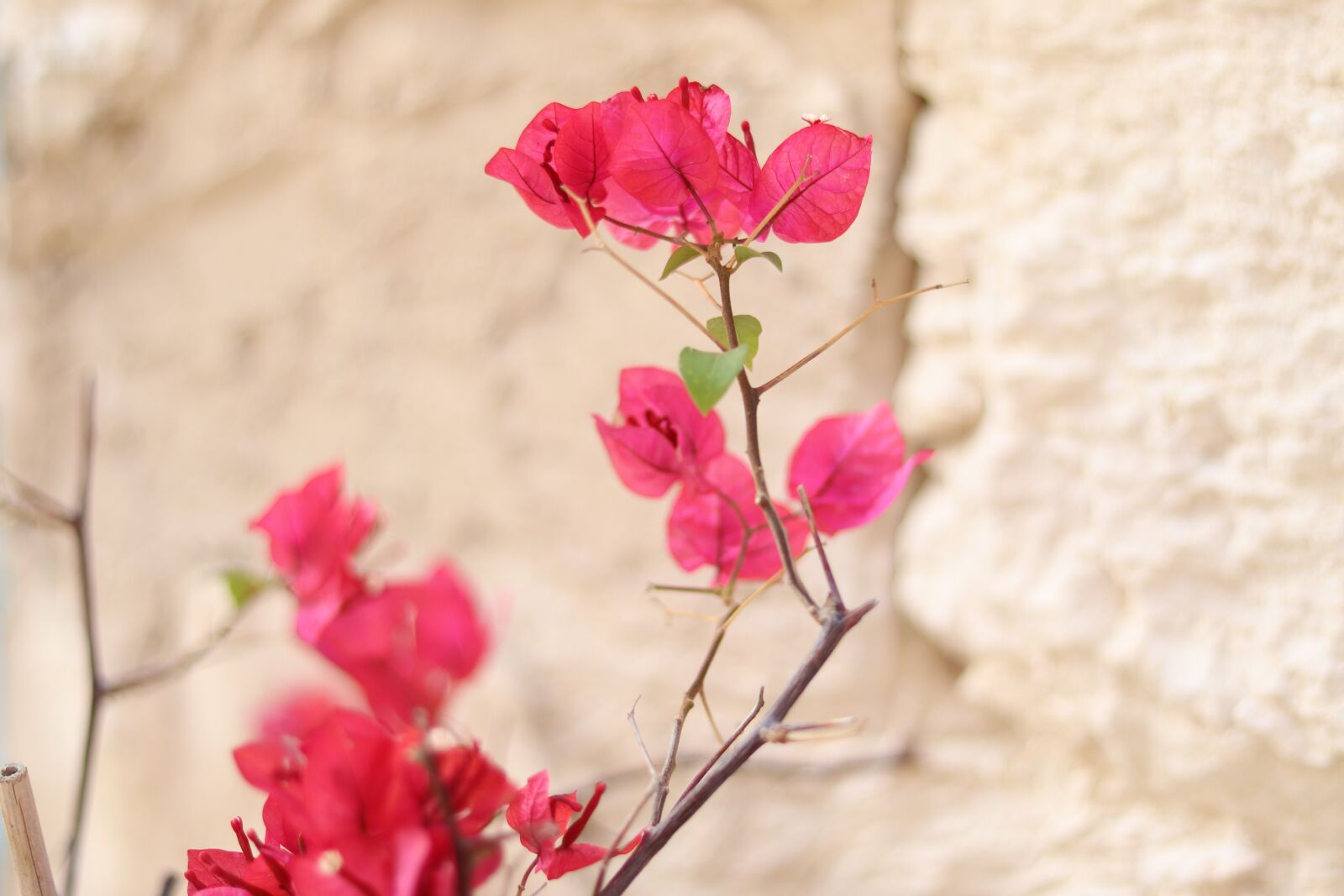 Canon EOS 77D (EOS 9000D / EOS 770D) + Canon EF 50mm F1.8 STM sample photo. Pink, flower, against photography