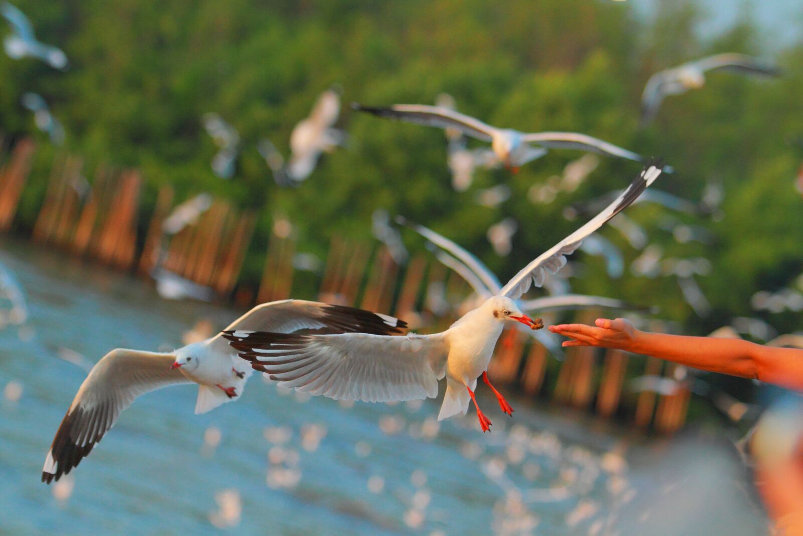 Canon EOS 7D + Canon EF 70-200mm F2.8L USM sample photo. Feeding, seagull, bang pu photography