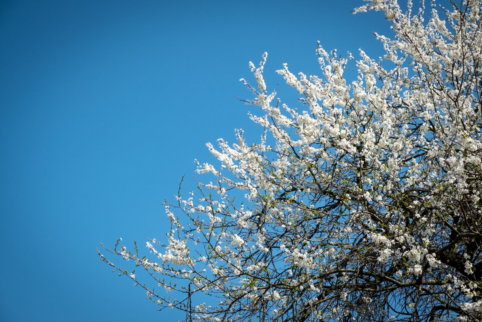 Fujifilm X-T3 sample photo. Spring, tree, flowers photography