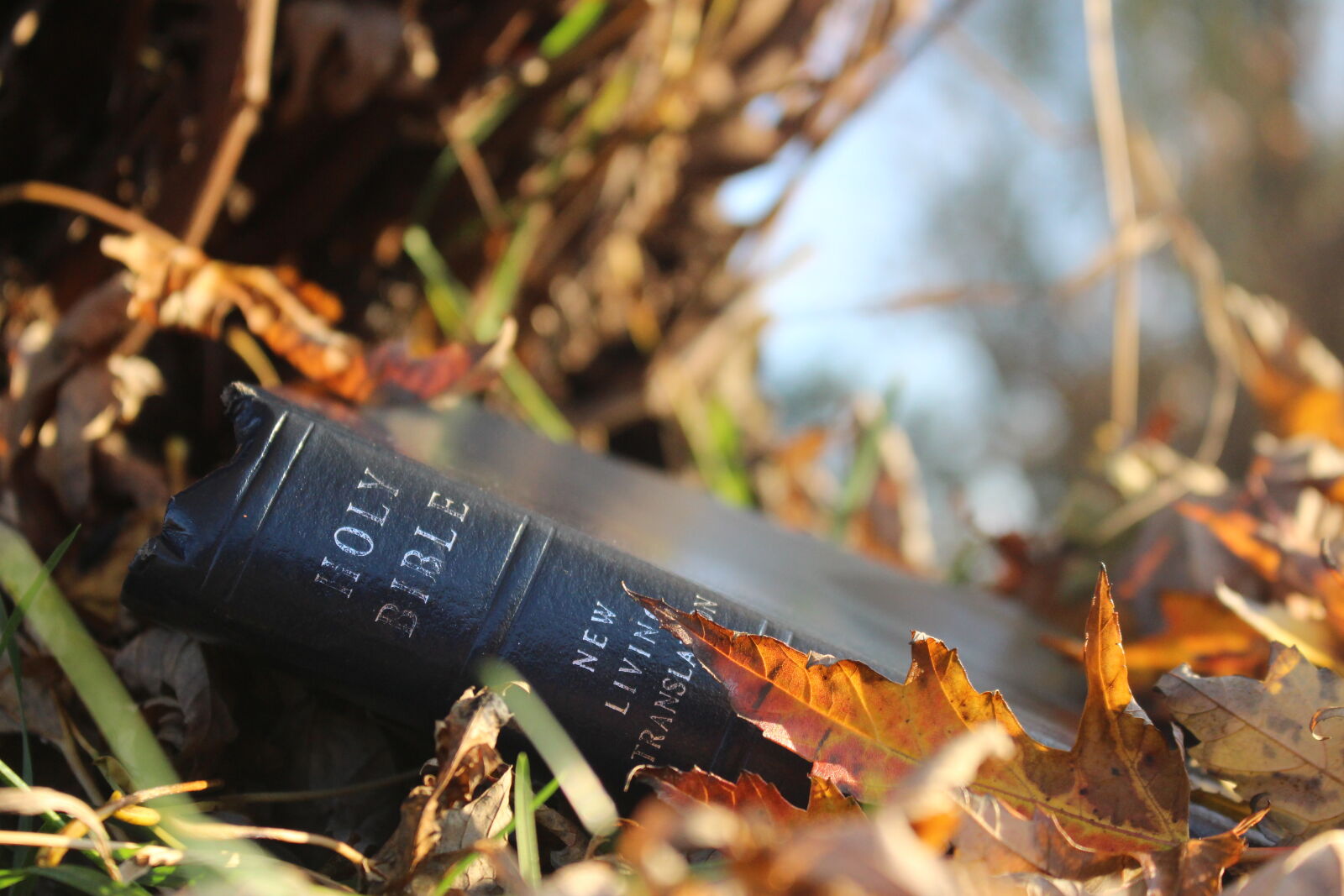 Canon EOS 700D (EOS Rebel T5i / EOS Kiss X7i) sample photo. Autumn, leaf, bible photography