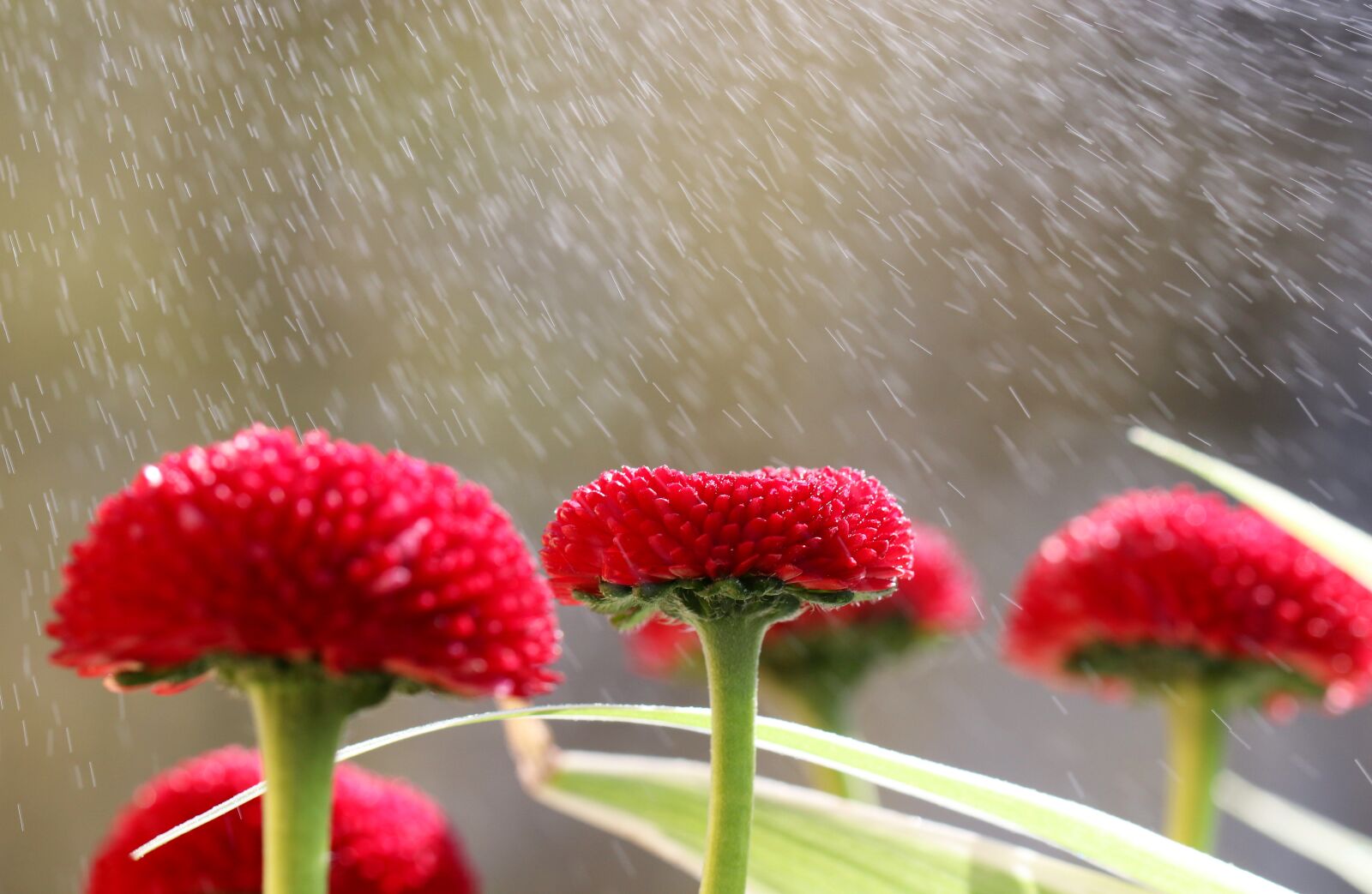 Canon EOS 80D sample photo. Flower, red, garden photography