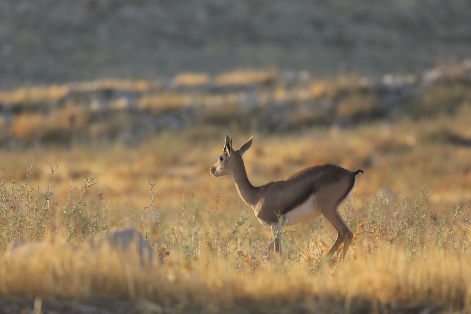 Canon EOS 5D Mark IV sample photo. Antelope, animals, safari photography
