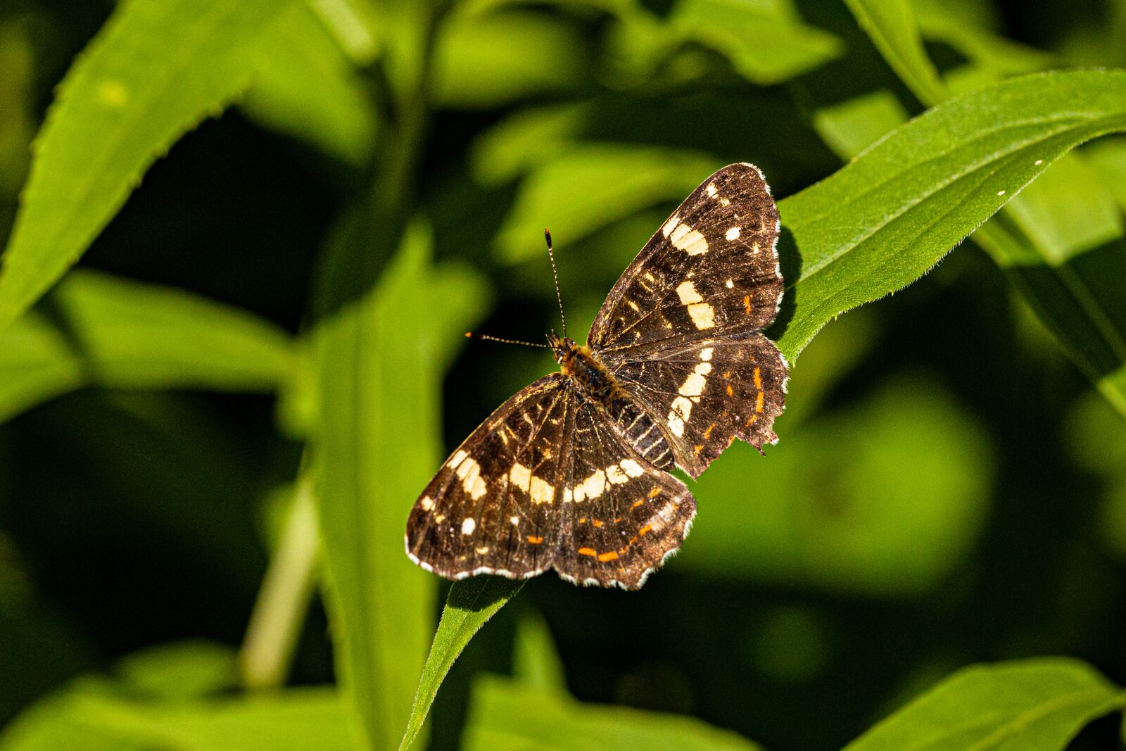 Canon EOS 6D Mark II + Canon EF 100mm F2.8L Macro IS USM sample photo. European map, nature, butterfly photography