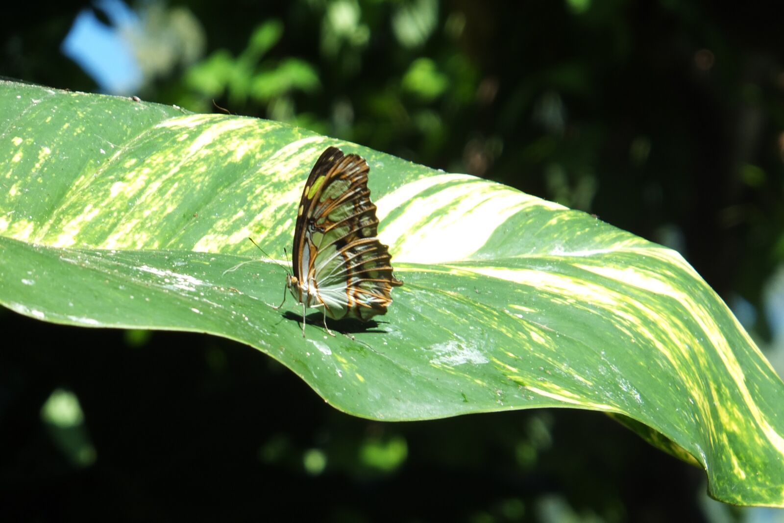 Fujifilm FinePix F770EXR (FinePix F775EXR) sample photo. Butterfly, leaf, nature photography