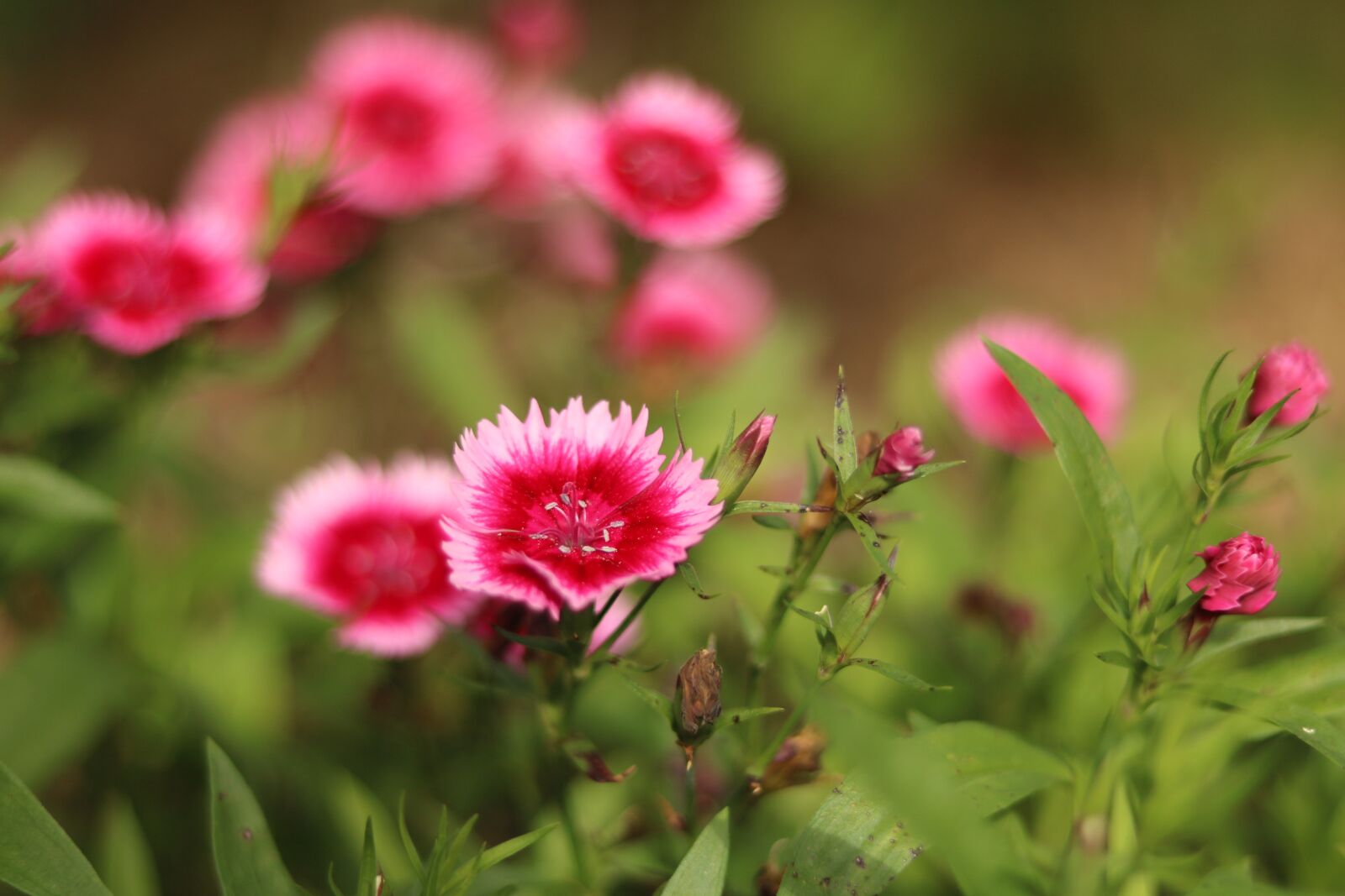 Canon EOS 750D (EOS Rebel T6i / EOS Kiss X8i) sample photo. Flower, plant, nature photography