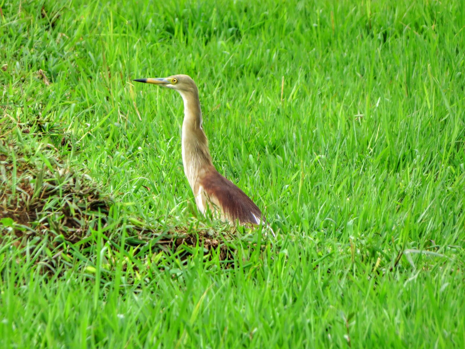 Canon PowerShot SX40 HS sample photo. Birds, grey, heron photography