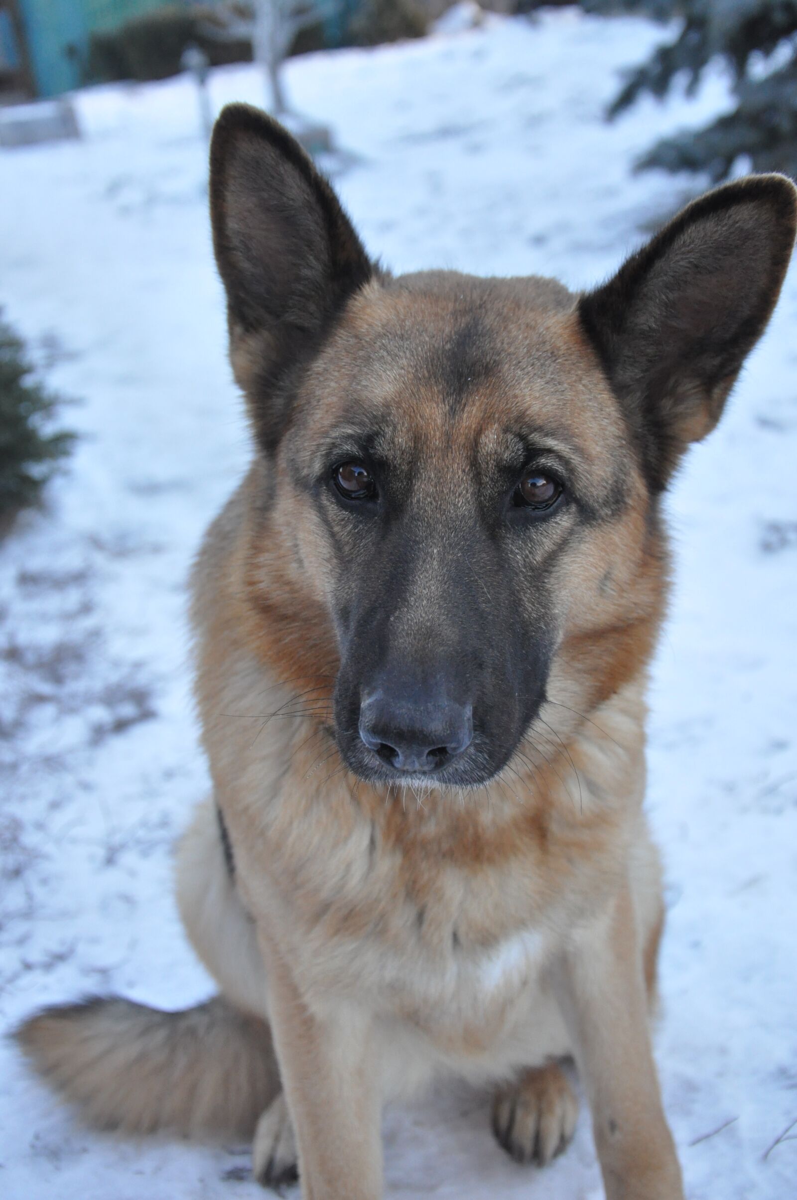 Nikon D90 sample photo. Dog, training, snow photography