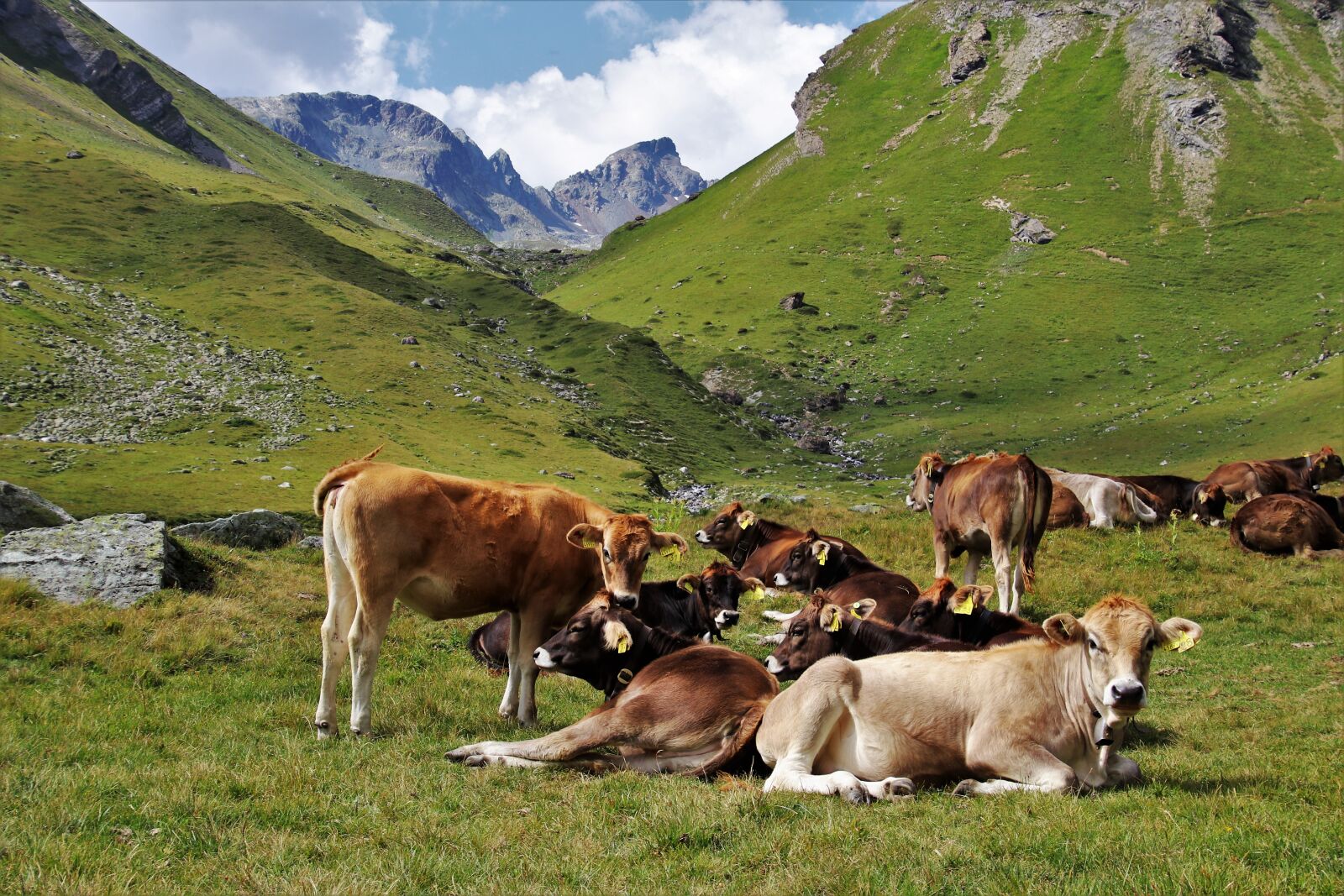 Canon EOS 80D sample photo. The alps, cattle, animals photography